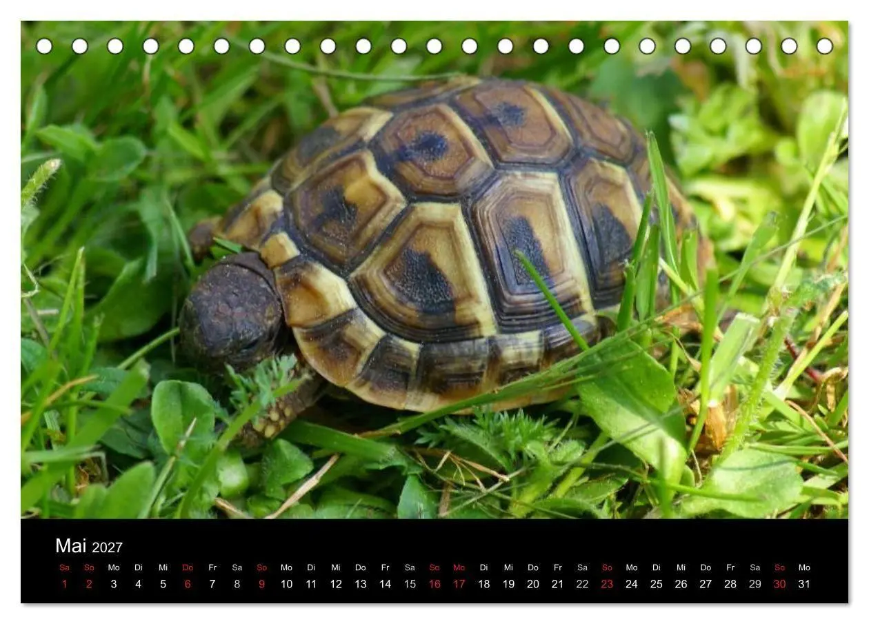 Bild: 9783594173640 | Das Leben der Schildkröten (Tischkalender 2027 DIN A5 quer),...