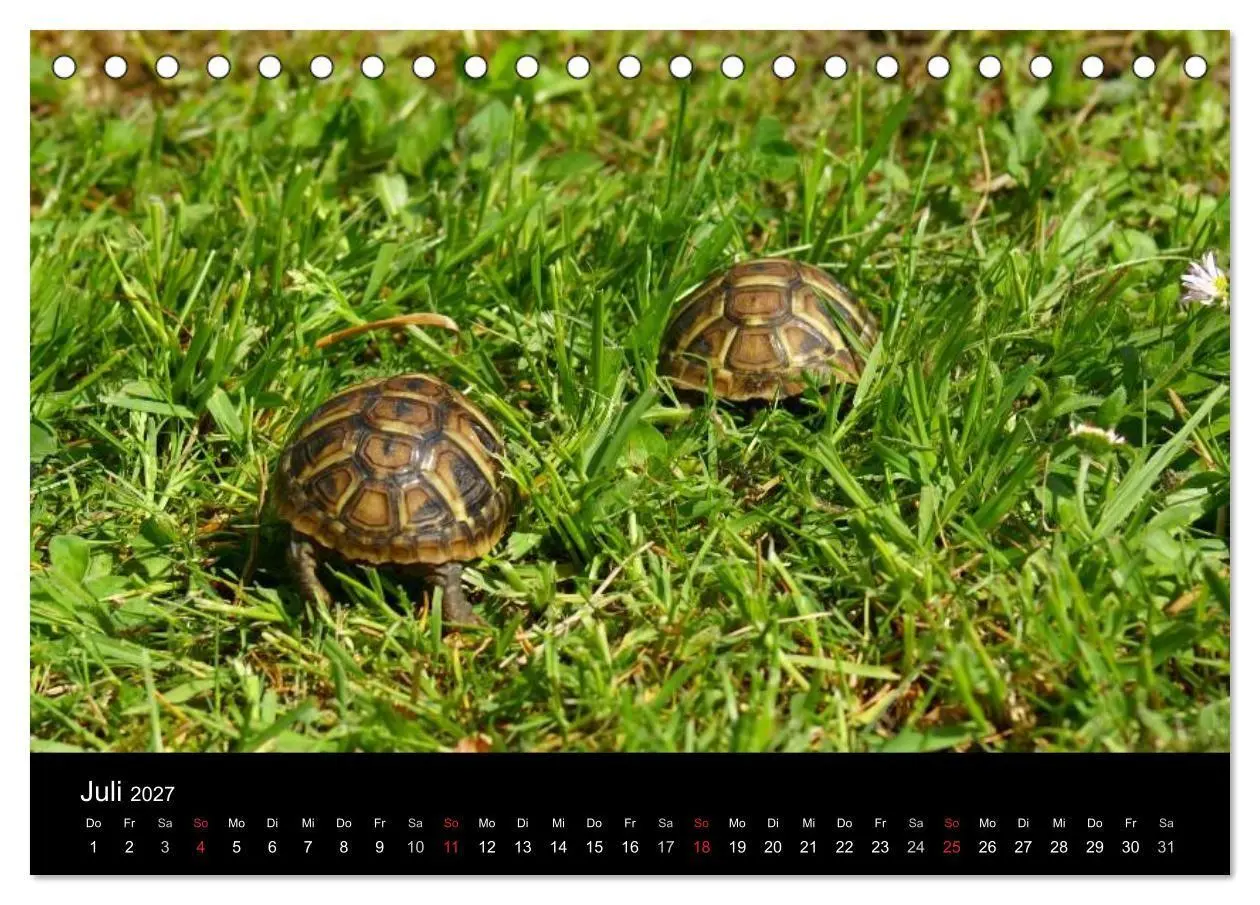 Bild: 9783594173640 | Das Leben der Schildkröten (Tischkalender 2027 DIN A5 quer),...