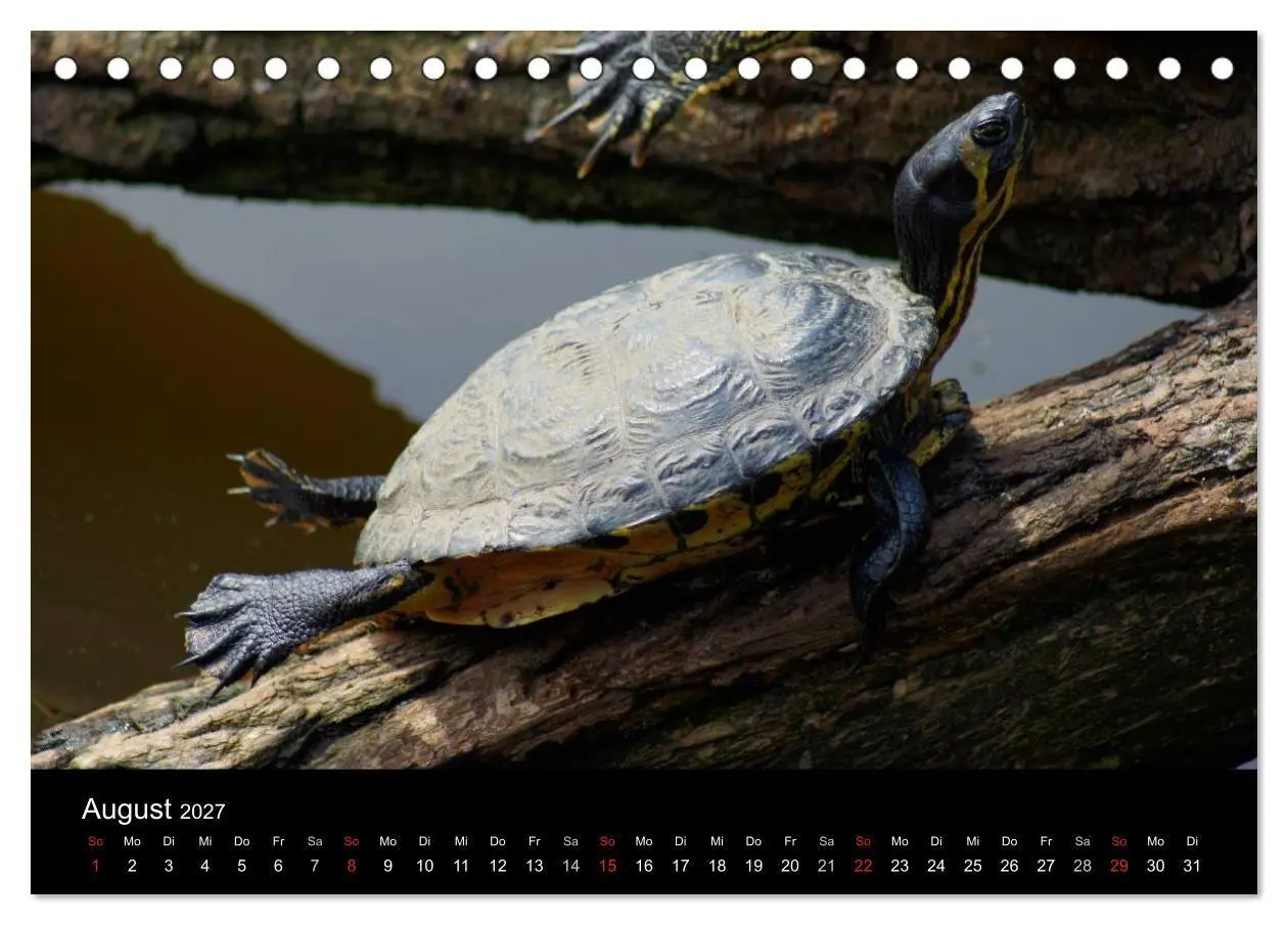 Bild: 9783594173640 | Das Leben der Schildkröten (Tischkalender 2027 DIN A5 quer),...