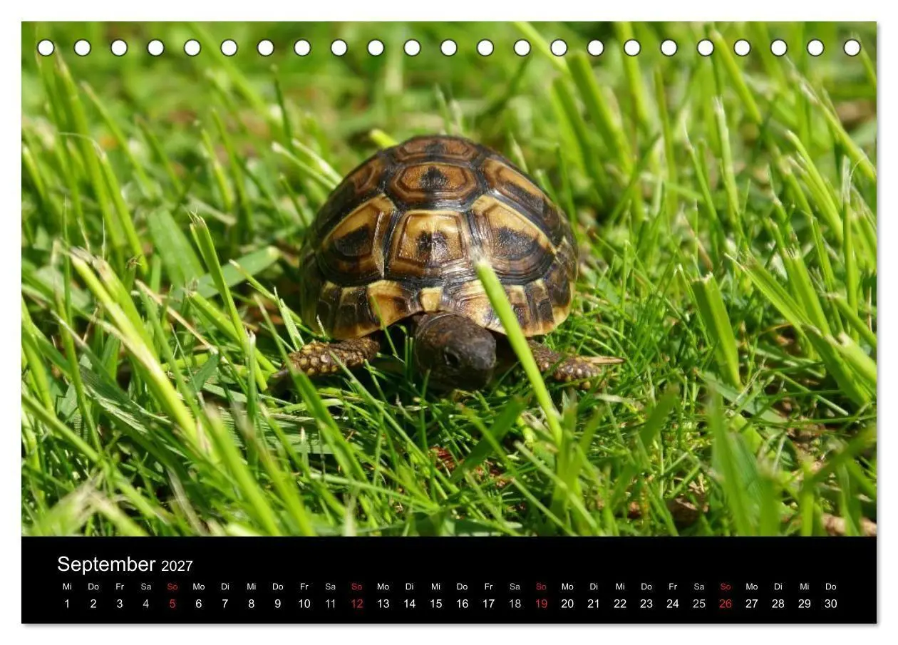 Bild: 9783594173640 | Das Leben der Schildkröten (Tischkalender 2027 DIN A5 quer),...