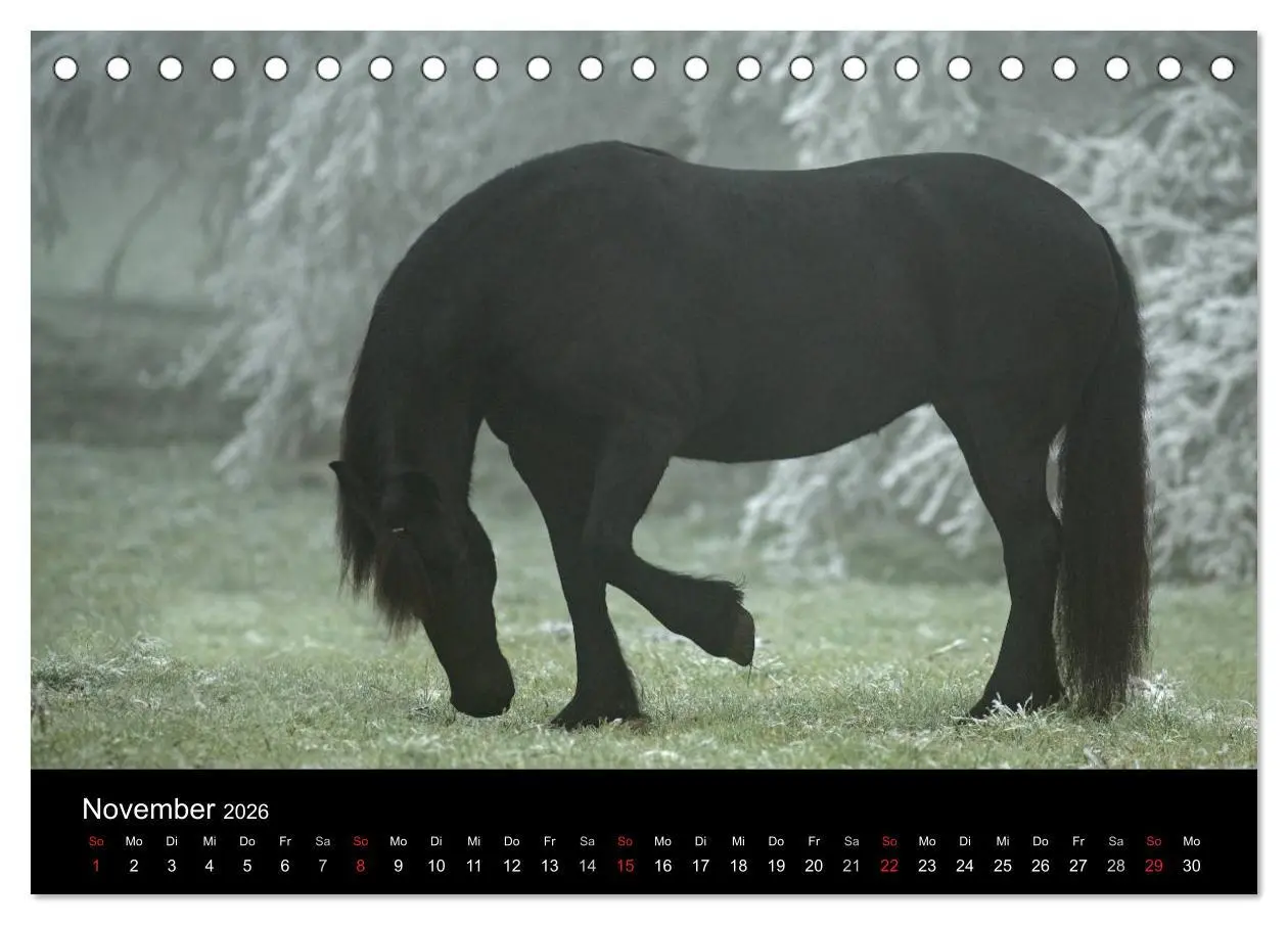 Bild: 9783516003840 | Friesen - Schönheit, Kraft und Eleganz (Tischkalender 2026 DIN A5...