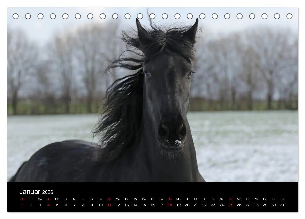 Bild: 9783516003840 | Friesen - Schönheit, Kraft und Eleganz (Tischkalender 2026 DIN A5...