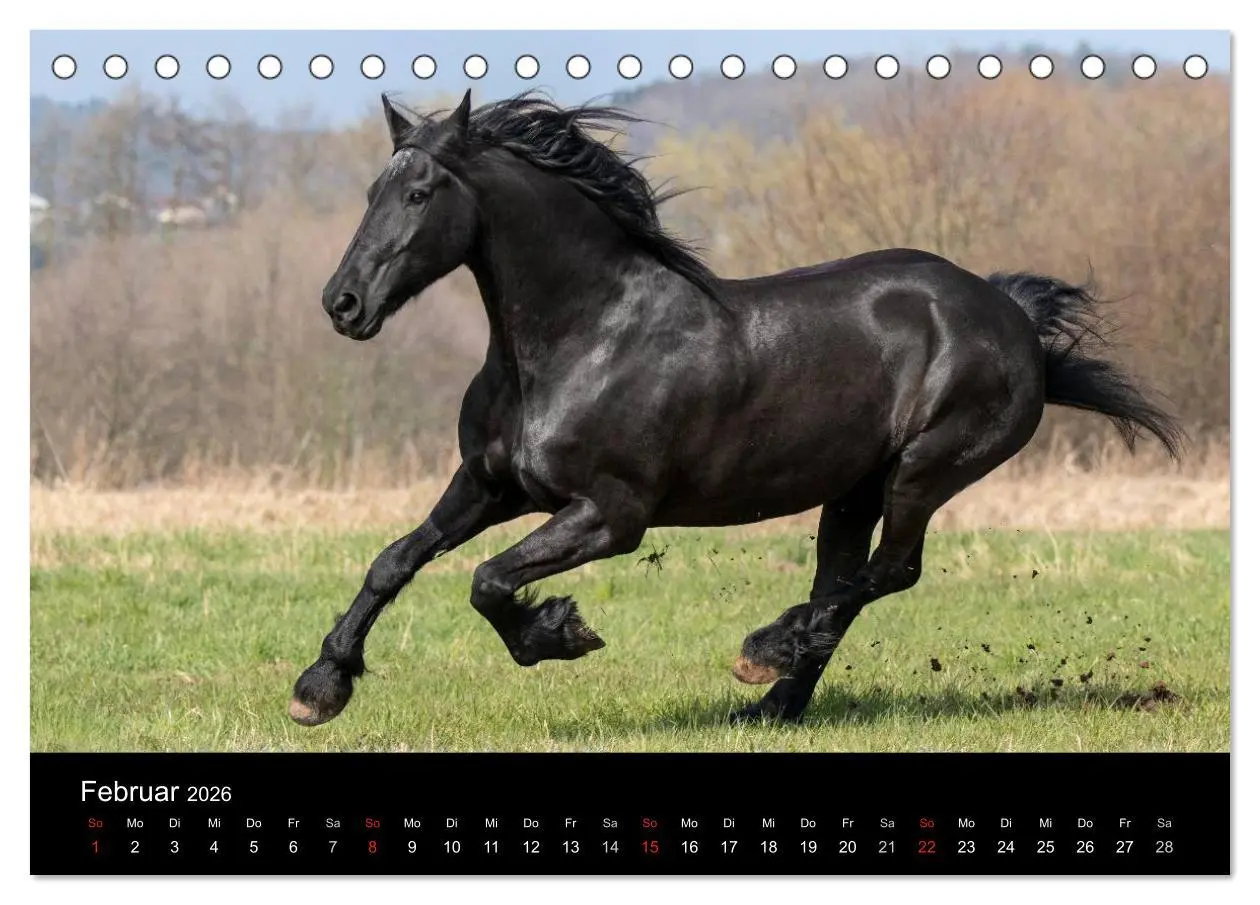 Bild: 9783516003840 | Friesen - Schönheit, Kraft und Eleganz (Tischkalender 2026 DIN A5...