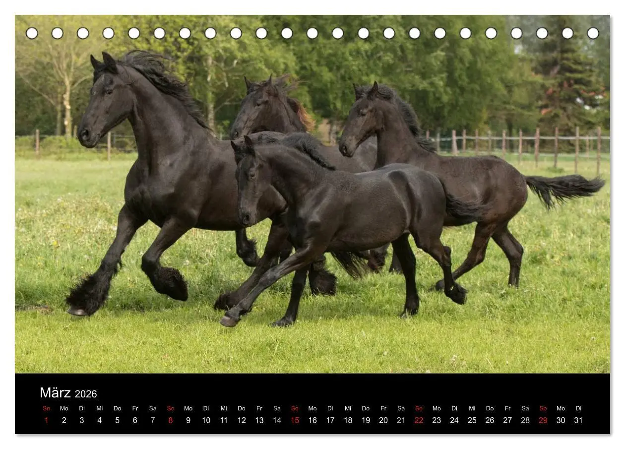 Bild: 9783516003840 | Friesen - Schönheit, Kraft und Eleganz (Tischkalender 2026 DIN A5...