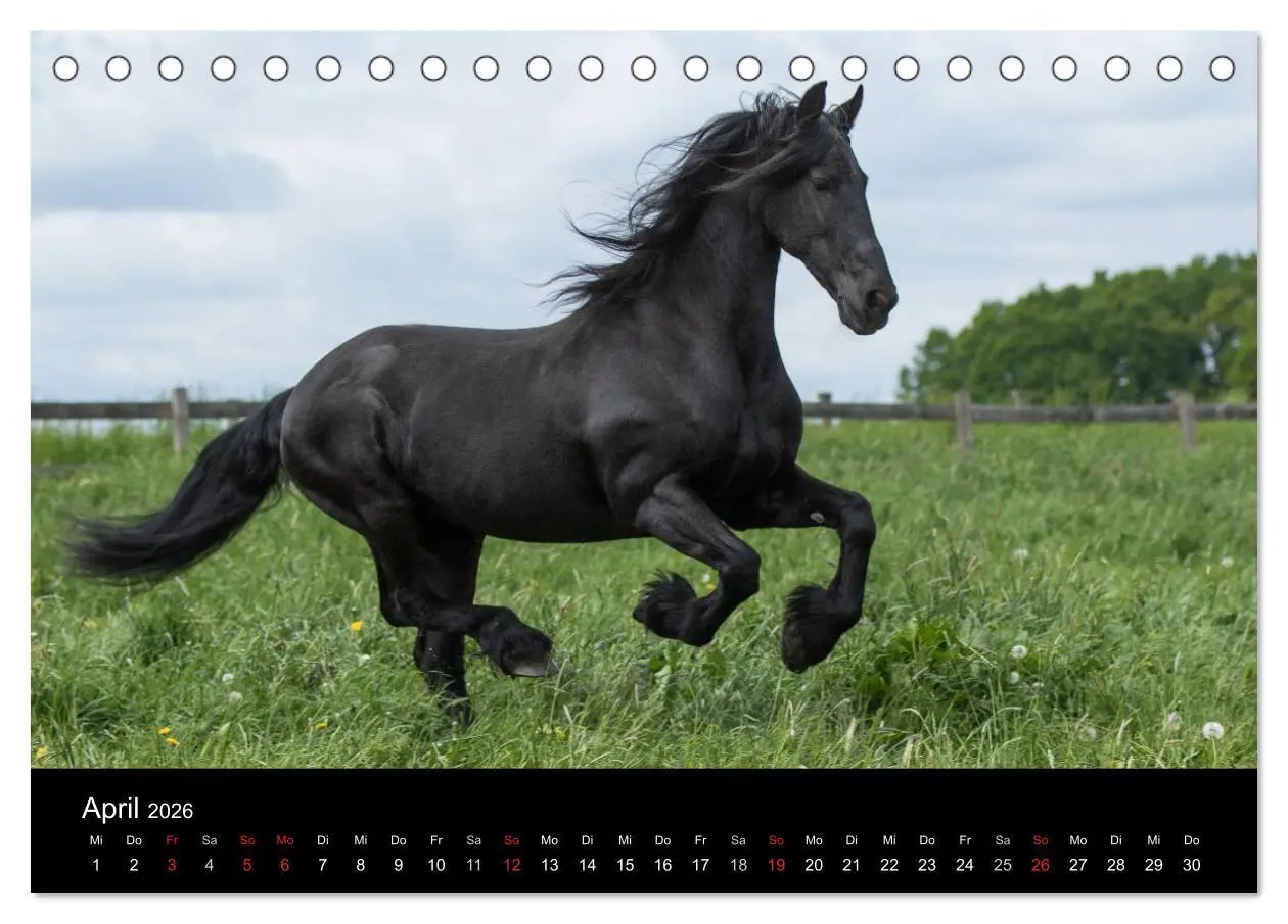 Bild: 9783516003840 | Friesen - Schönheit, Kraft und Eleganz (Tischkalender 2026 DIN A5...