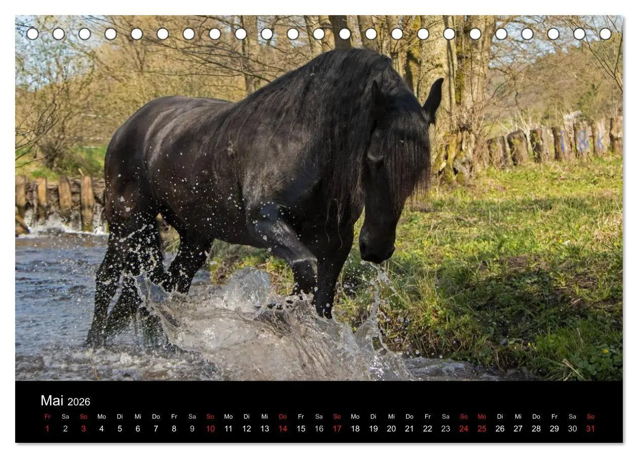 Bild: 9783516003840 | Friesen - Schönheit, Kraft und Eleganz (Tischkalender 2026 DIN A5...