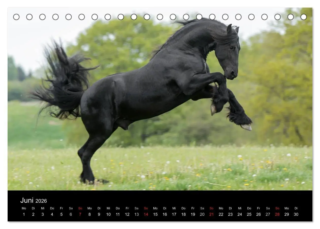Bild: 9783516003840 | Friesen - Schönheit, Kraft und Eleganz (Tischkalender 2026 DIN A5...