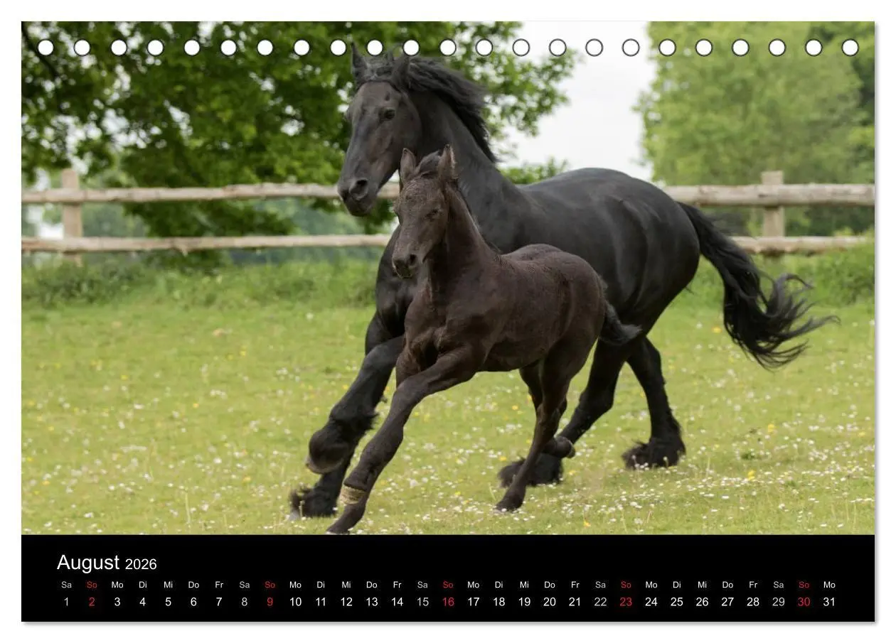 Bild: 9783516003840 | Friesen - Schönheit, Kraft und Eleganz (Tischkalender 2026 DIN A5...