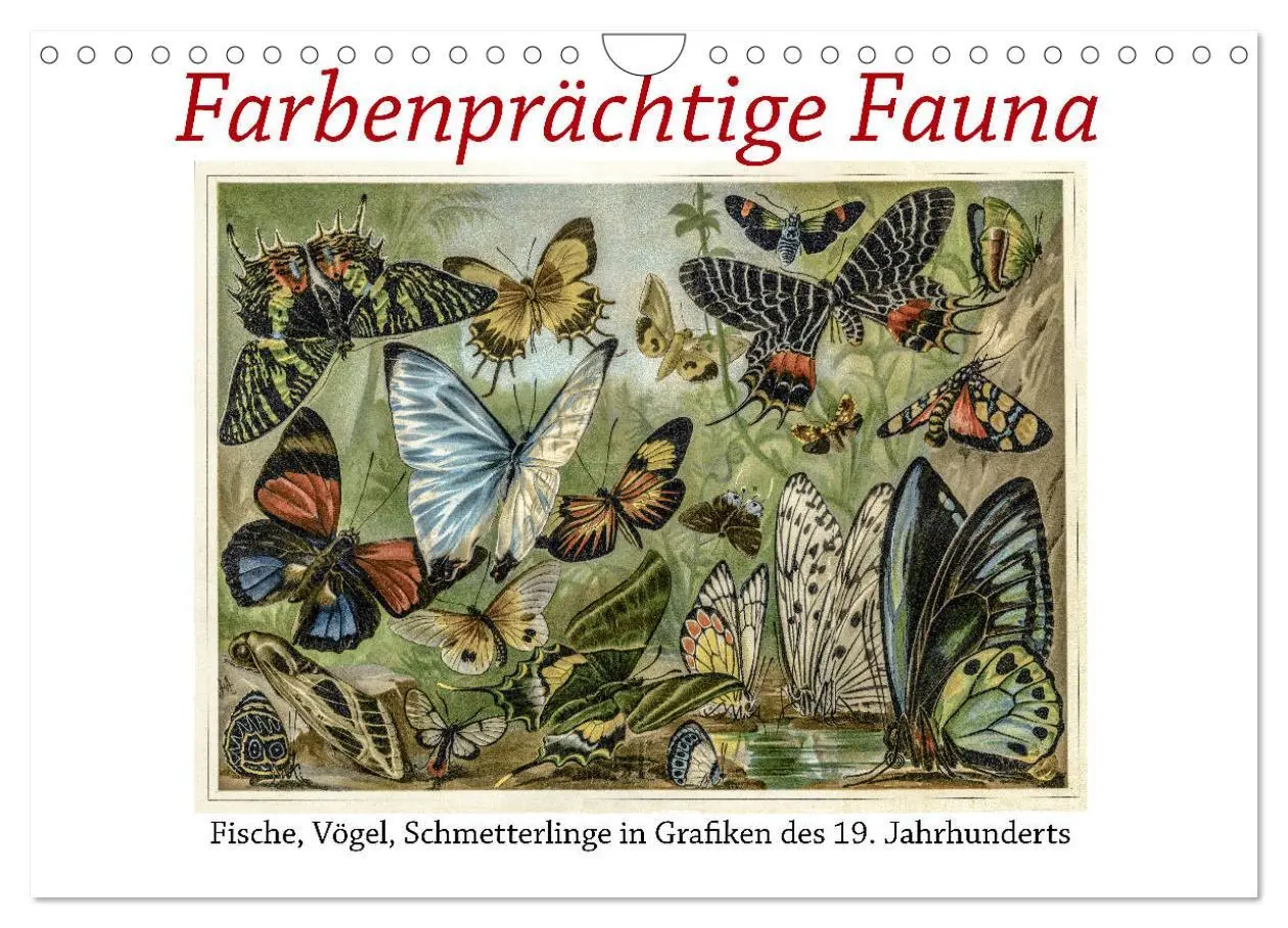 Cover: 9783457833940 | Farbenprächtige Fauna. Fische, Vögel, Schmetterlinge in Grafiken...