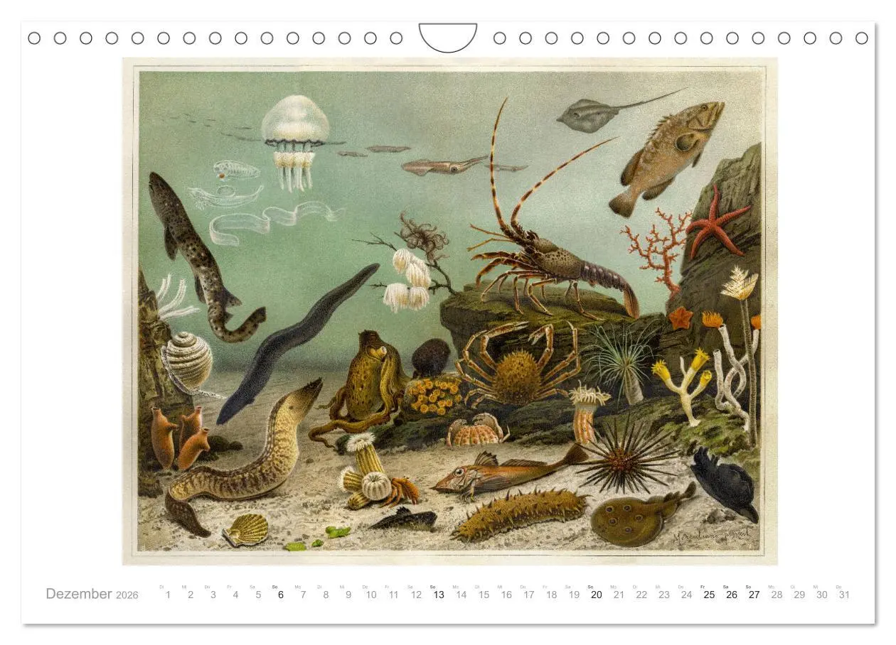Bild: 9783457833940 | Farbenprächtige Fauna. Fische, Vögel, Schmetterlinge in Grafiken...