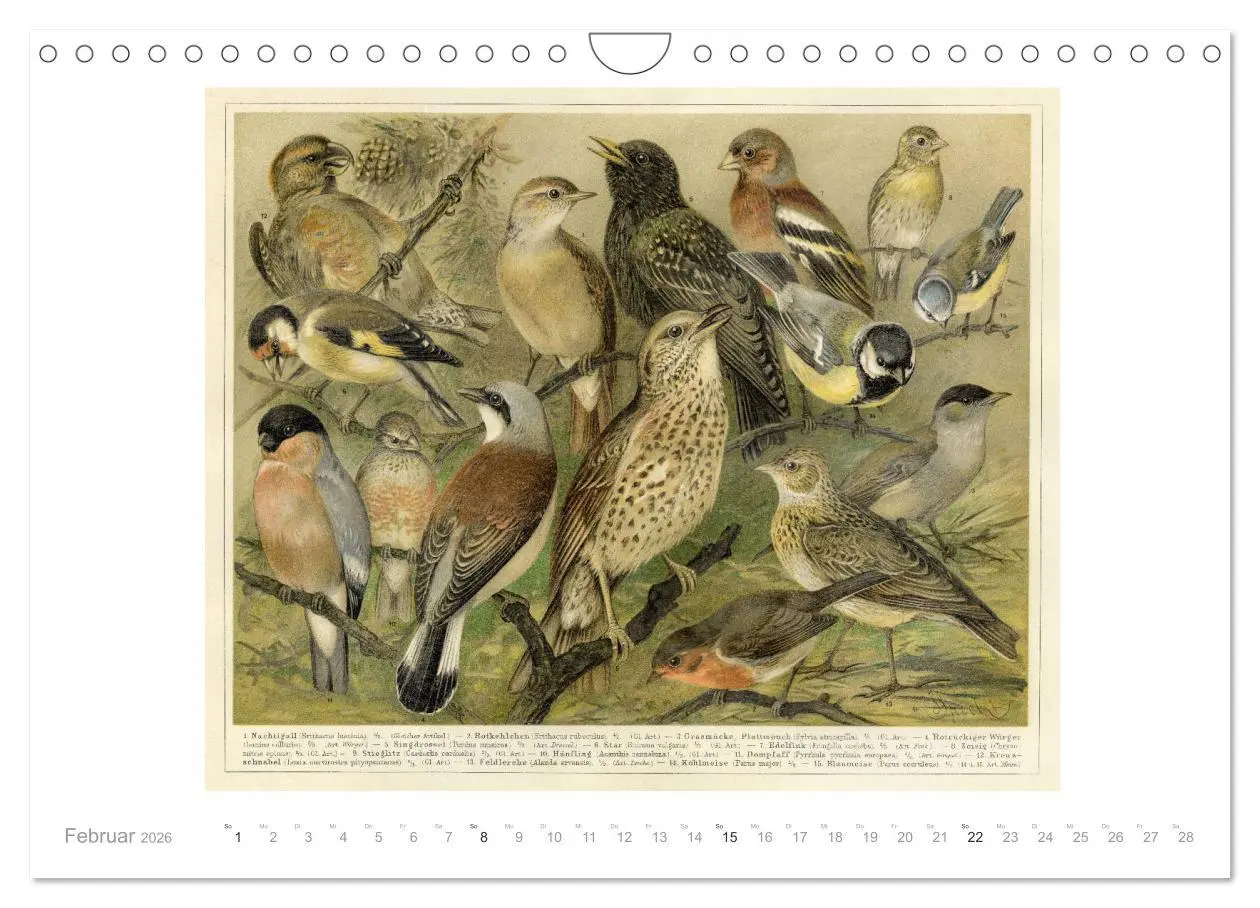 Bild: 9783457833940 | Farbenprächtige Fauna. Fische, Vögel, Schmetterlinge in Grafiken...