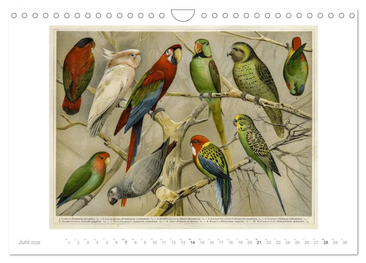 Bild: 9783457833940 | Farbenprächtige Fauna. Fische, Vögel, Schmetterlinge in Grafiken...
