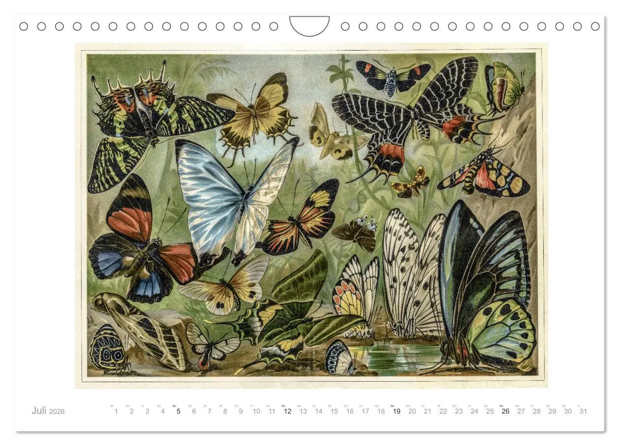Bild: 9783457833940 | Farbenprächtige Fauna. Fische, Vögel, Schmetterlinge in Grafiken...