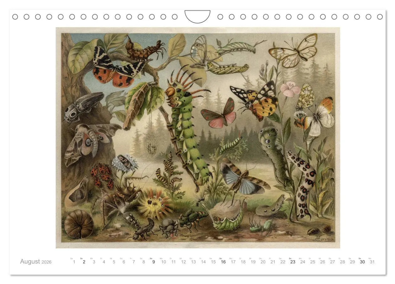 Bild: 9783457833940 | Farbenprächtige Fauna. Fische, Vögel, Schmetterlinge in Grafiken...