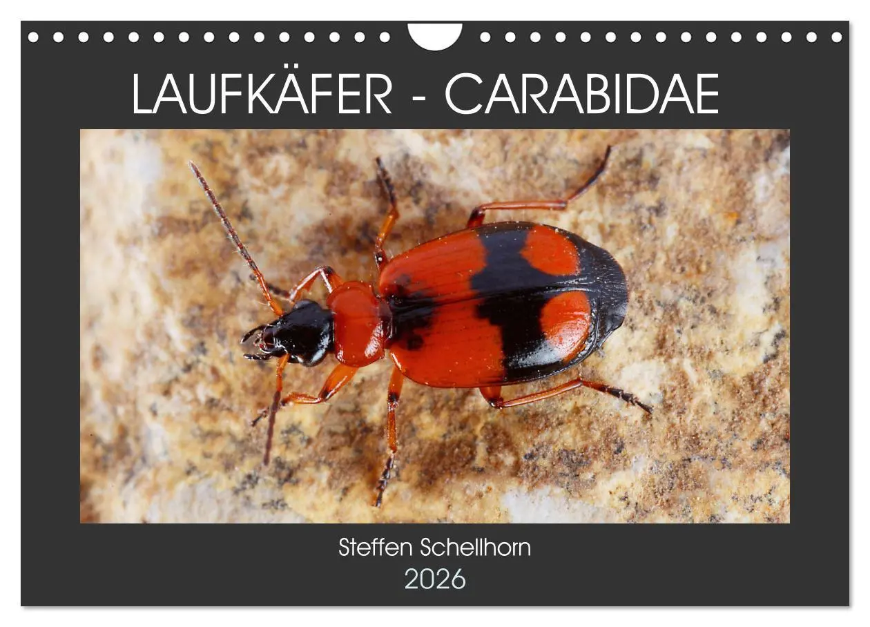 Cover: 9783457644140 | LAUFKÄFER - CARABIDAE (Wandkalender 2026 DIN A4 quer), CALVENDO...