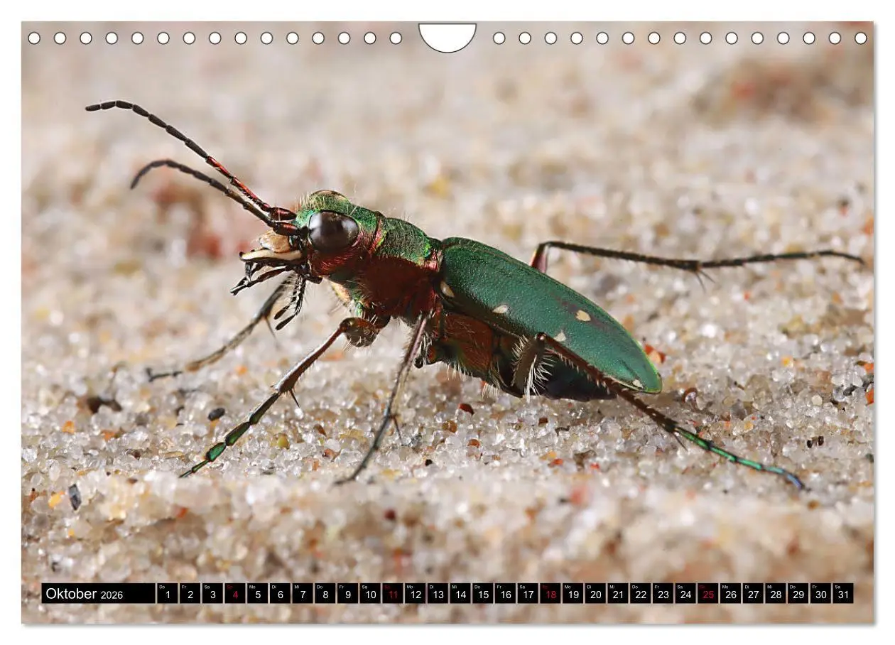 Bild: 9783457644140 | LAUFKÄFER - CARABIDAE (Wandkalender 2026 DIN A4 quer), CALVENDO...