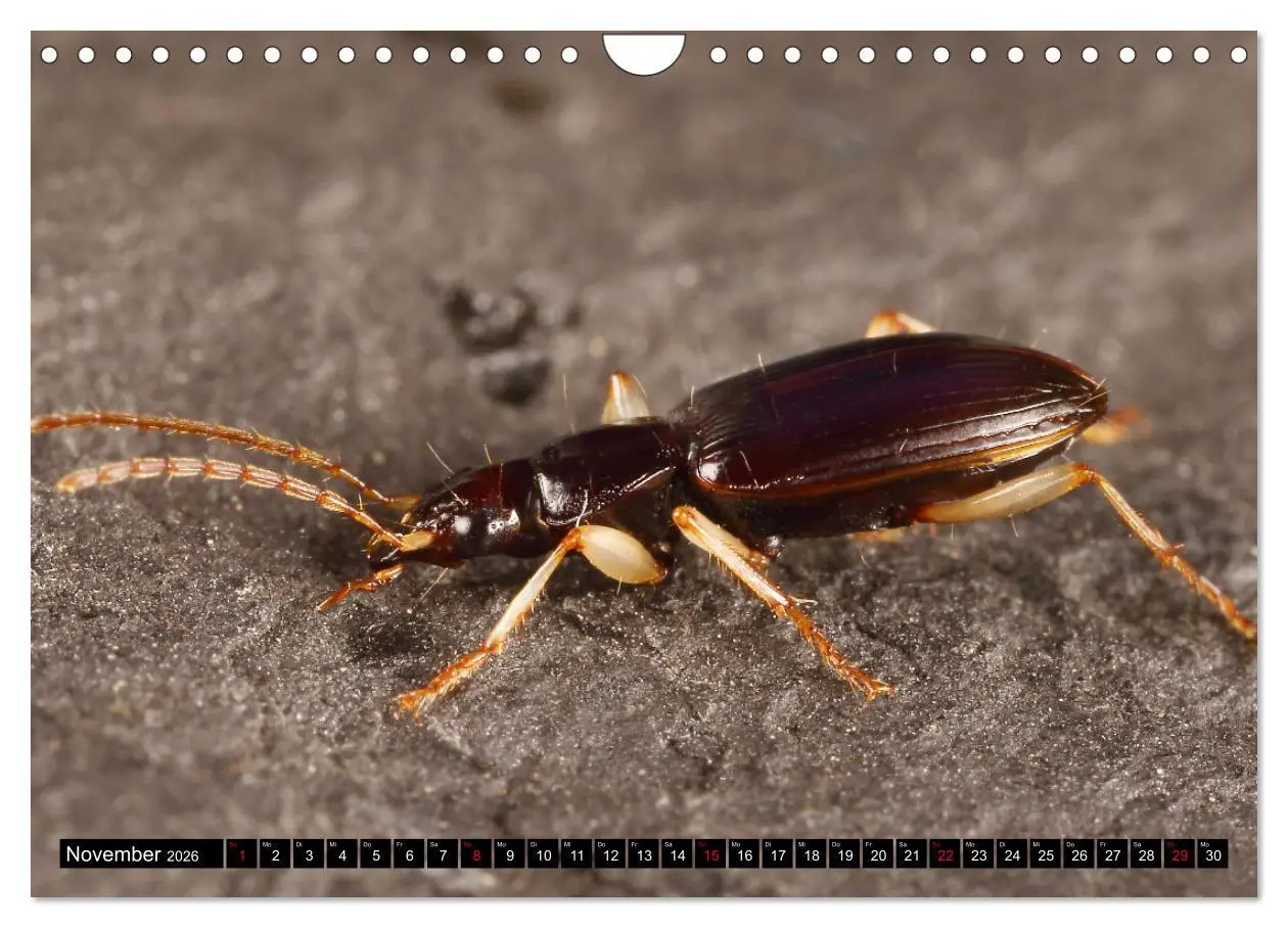 Bild: 9783457644140 | LAUFKÄFER - CARABIDAE (Wandkalender 2026 DIN A4 quer), CALVENDO...
