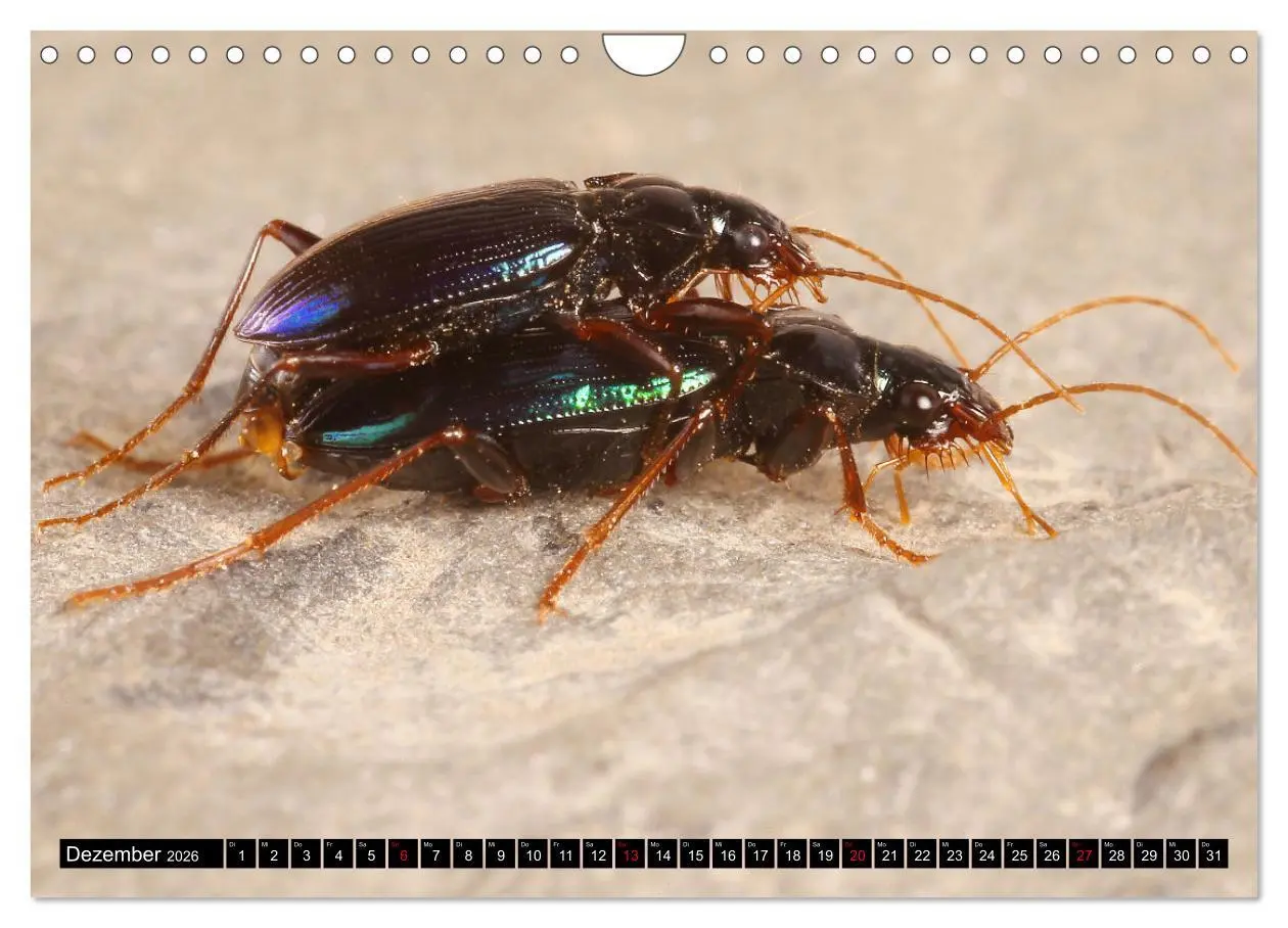 Bild: 9783457644140 | LAUFKÄFER - CARABIDAE (Wandkalender 2026 DIN A4 quer), CALVENDO...