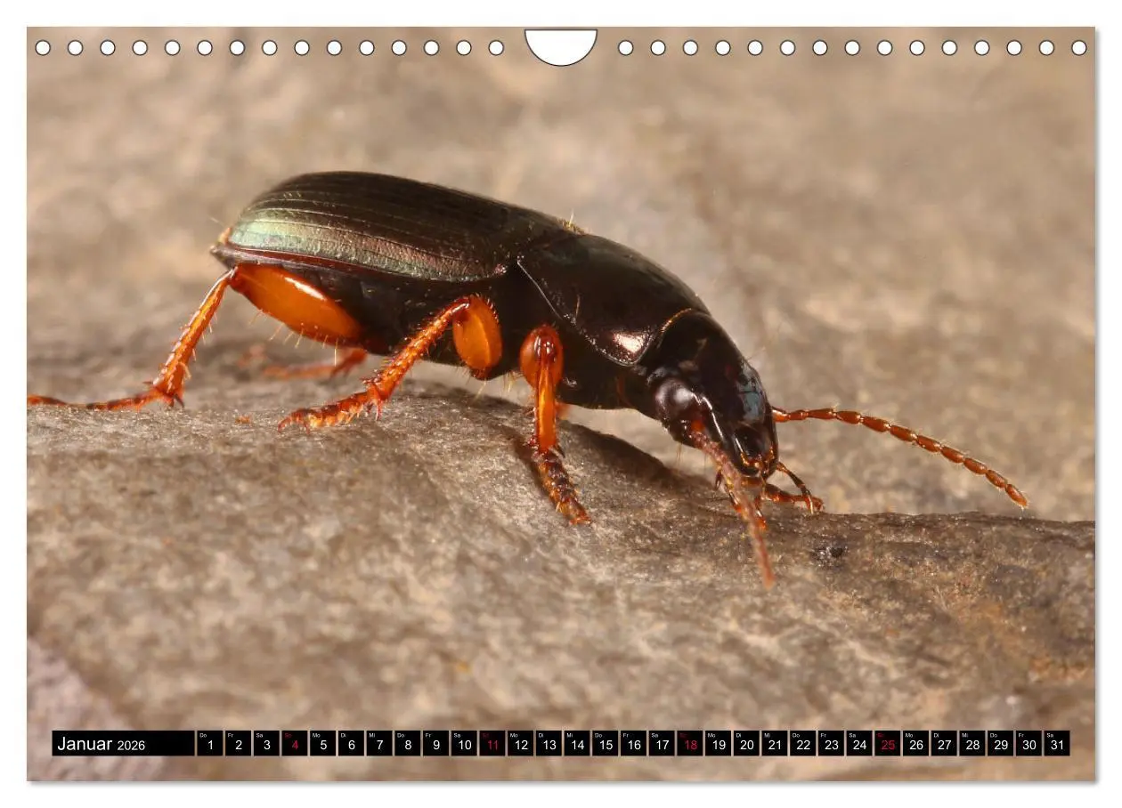 Bild: 9783457644140 | LAUFKÄFER - CARABIDAE (Wandkalender 2026 DIN A4 quer), CALVENDO...