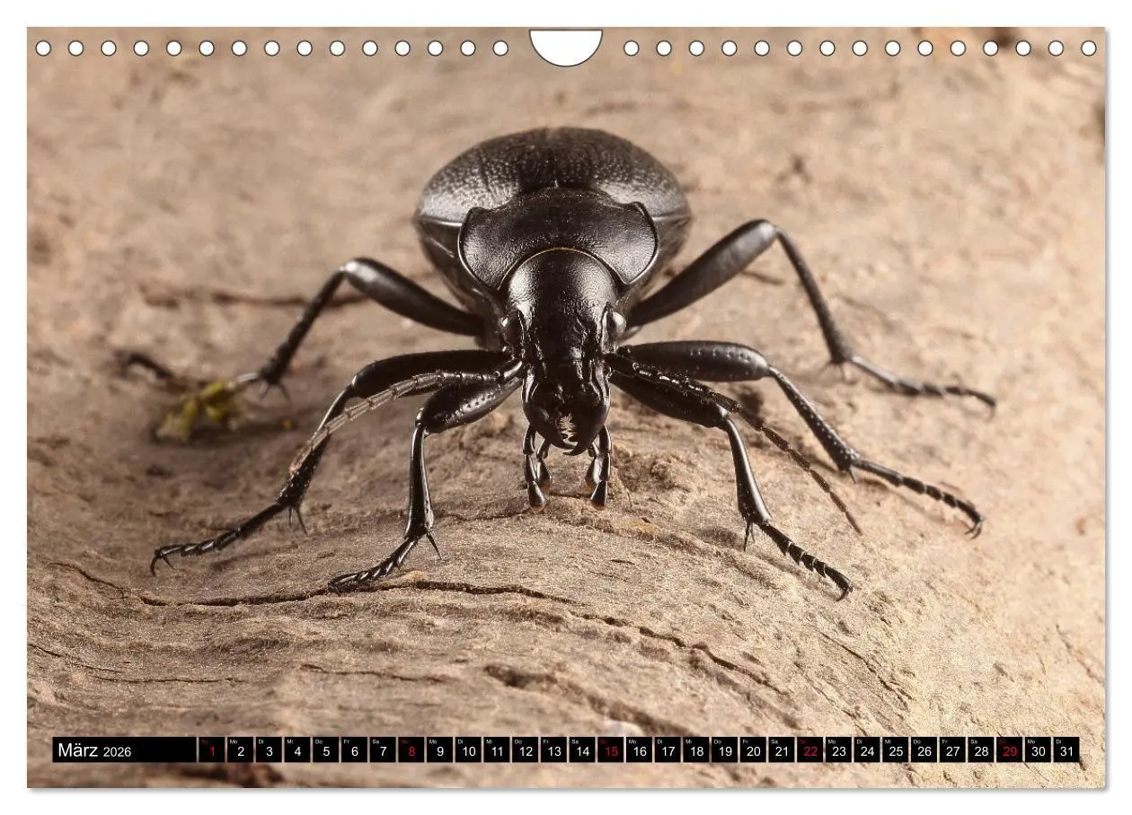 Bild: 9783457644140 | LAUFKÄFER - CARABIDAE (Wandkalender 2026 DIN A4 quer), CALVENDO...