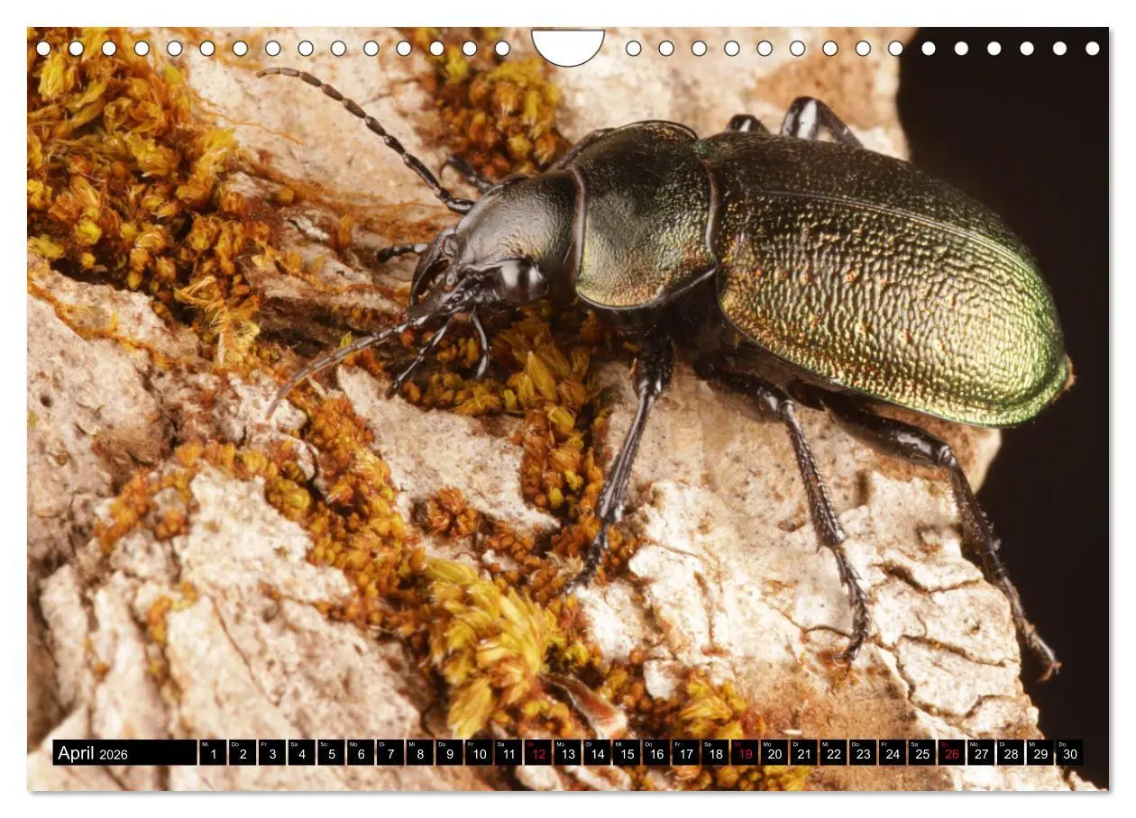 Bild: 9783457644140 | LAUFKÄFER - CARABIDAE (Wandkalender 2026 DIN A4 quer), CALVENDO...