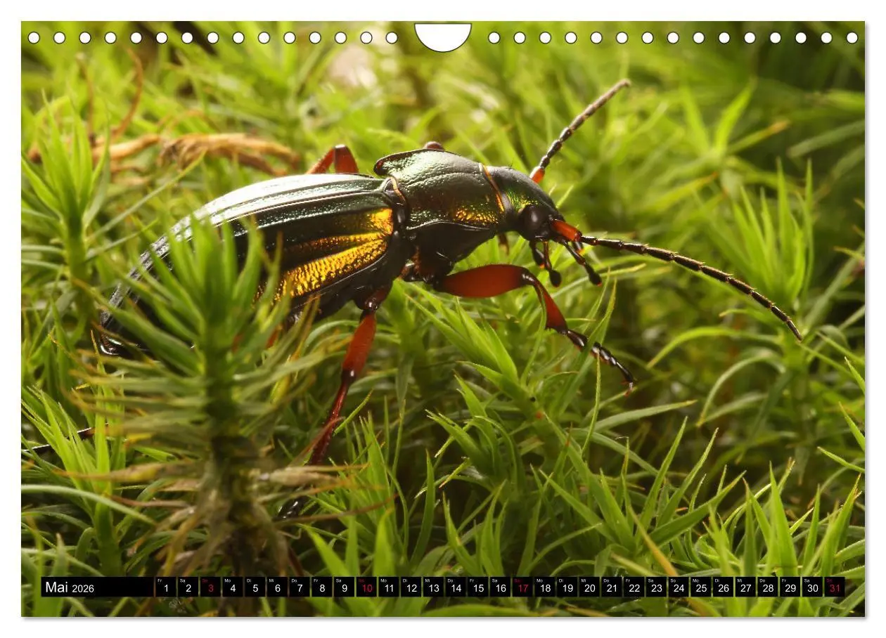Bild: 9783457644140 | LAUFKÄFER - CARABIDAE (Wandkalender 2026 DIN A4 quer), CALVENDO...