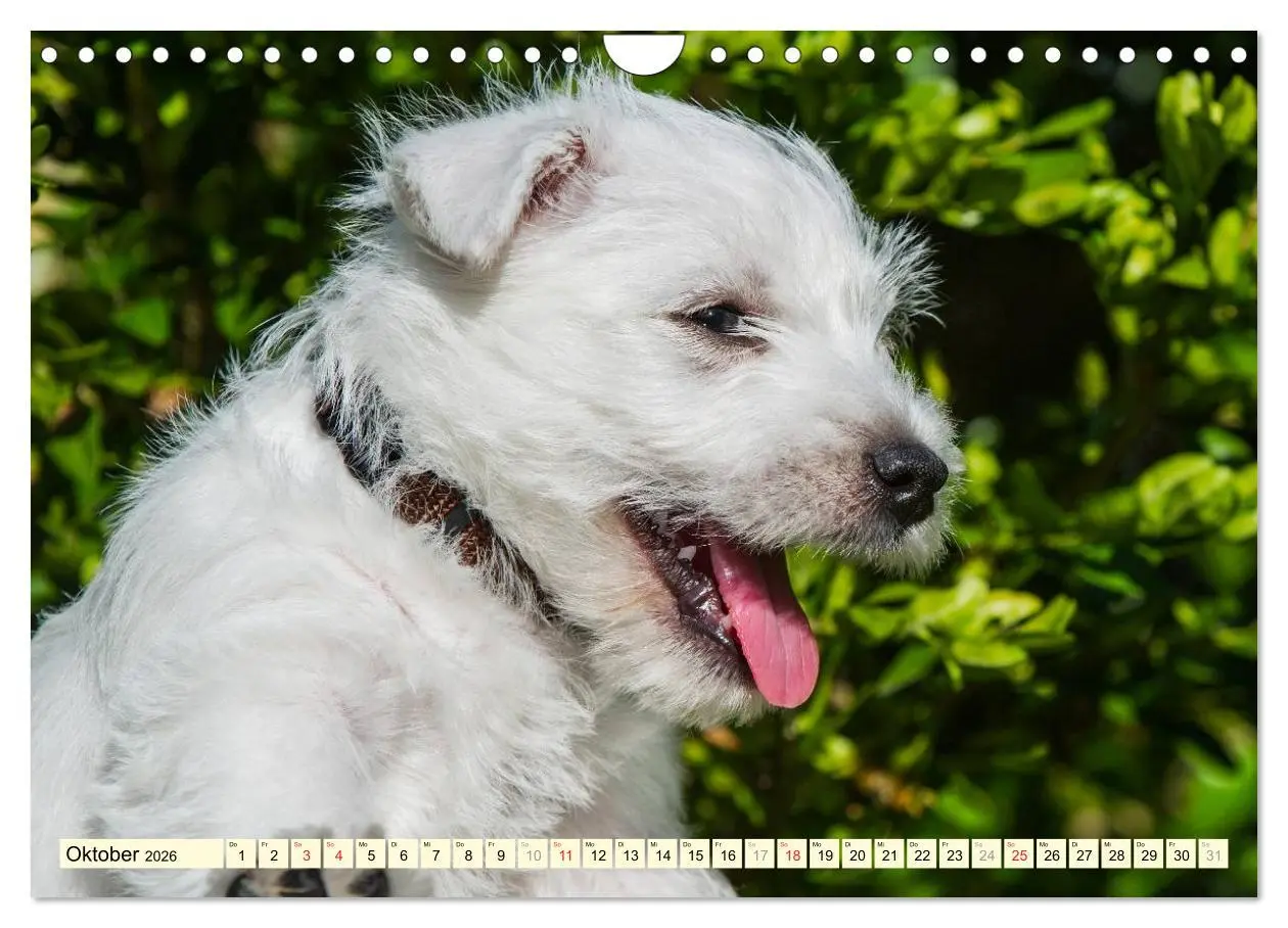 Bild: 9783457944240 | Kobold auf 4 Pfoten - West Highland White Terrier (Wandkalender...