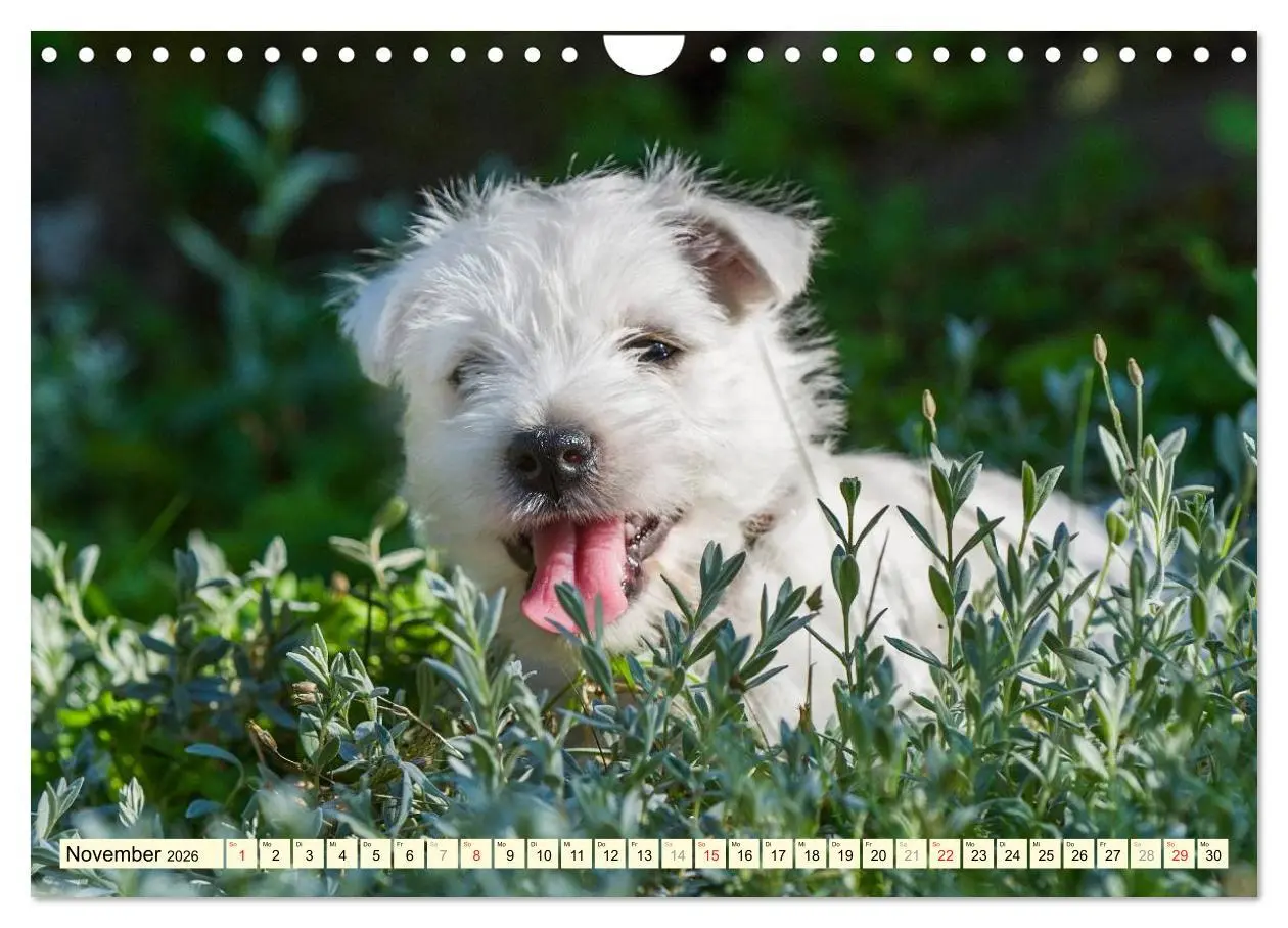 Bild: 9783457944240 | Kobold auf 4 Pfoten - West Highland White Terrier (Wandkalender...