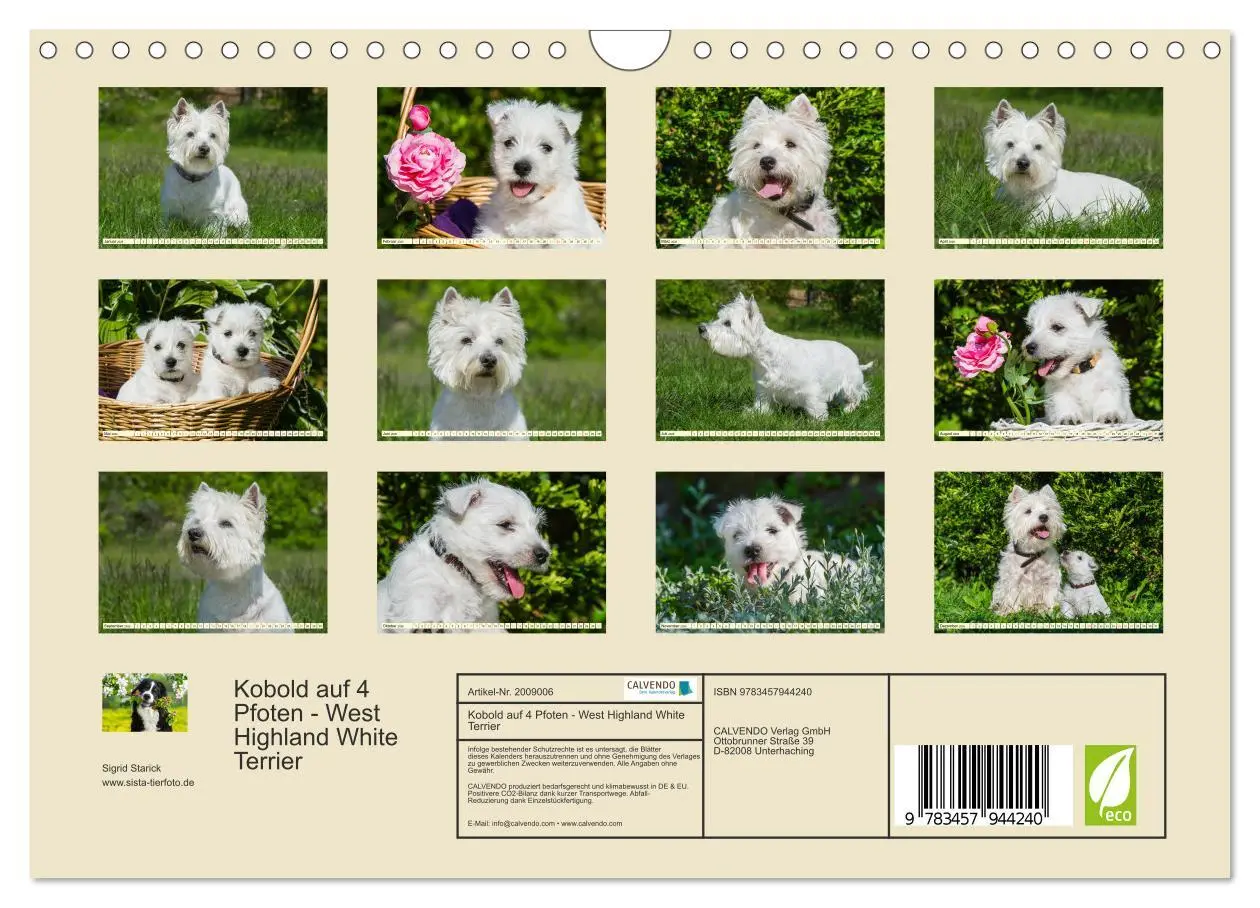 Bild: 9783457944240 | Kobold auf 4 Pfoten - West Highland White Terrier (Wandkalender...