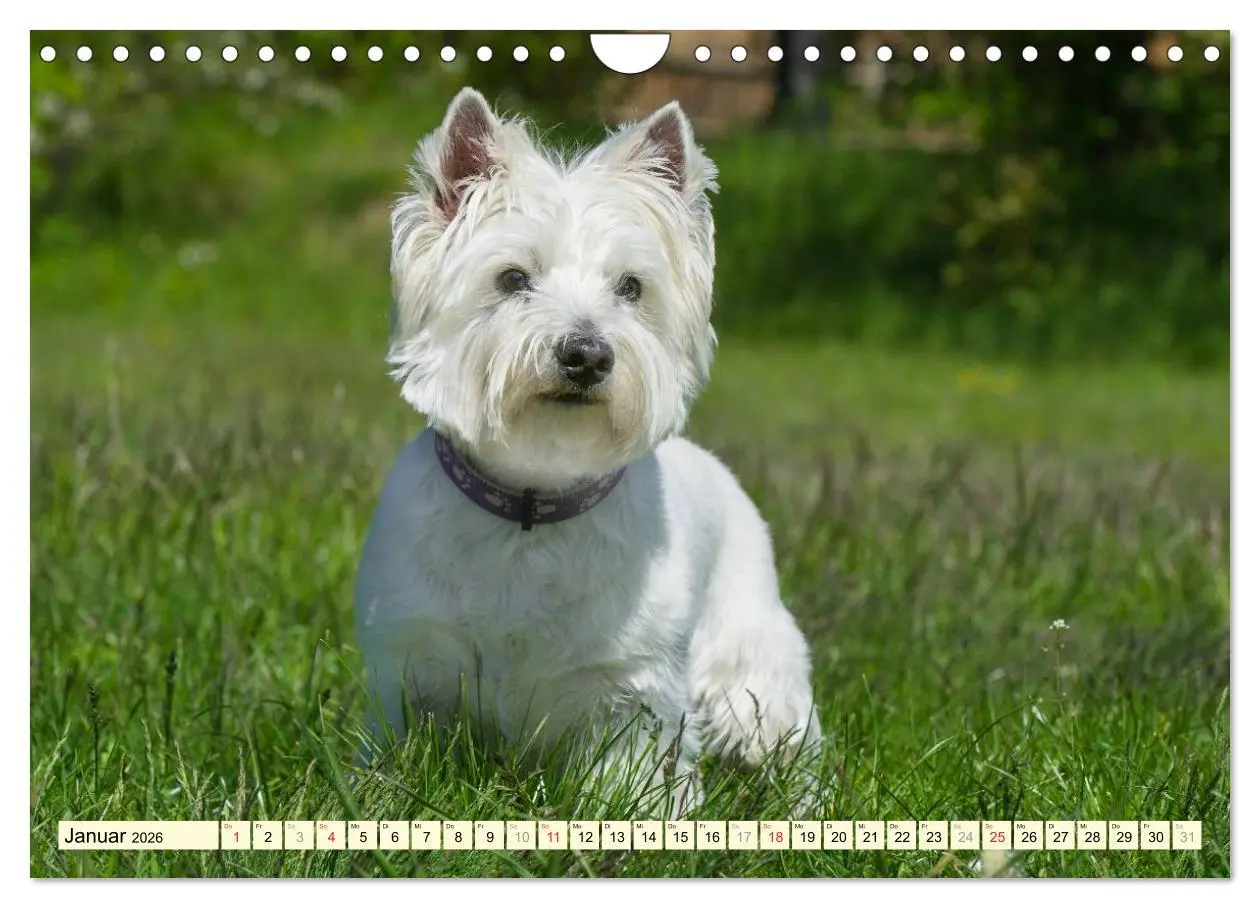 Bild: 9783457944240 | Kobold auf 4 Pfoten - West Highland White Terrier (Wandkalender...