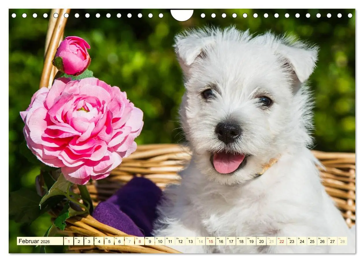 Bild: 9783457944240 | Kobold auf 4 Pfoten - West Highland White Terrier (Wandkalender...