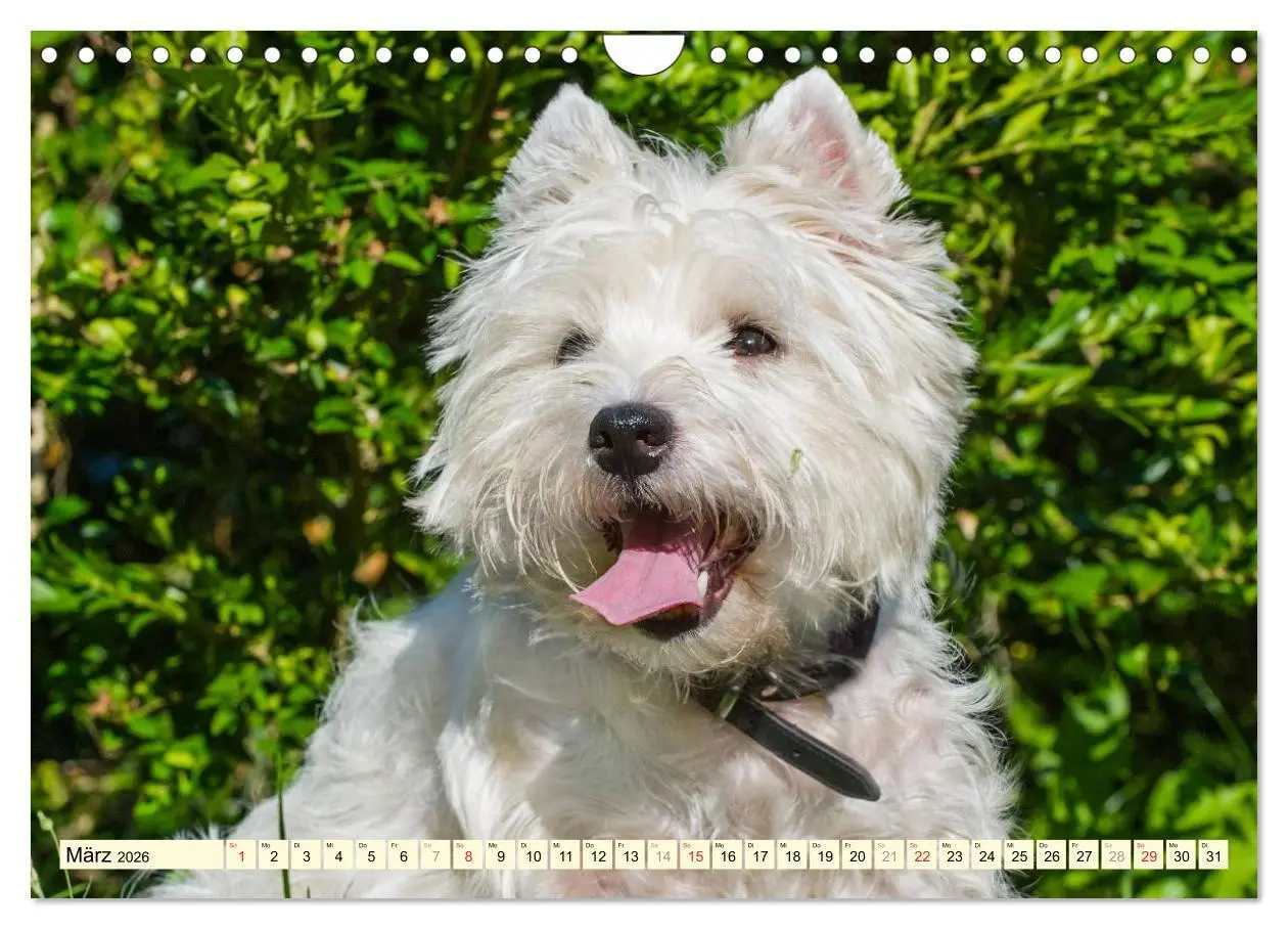 Bild: 9783457944240 | Kobold auf 4 Pfoten - West Highland White Terrier (Wandkalender...