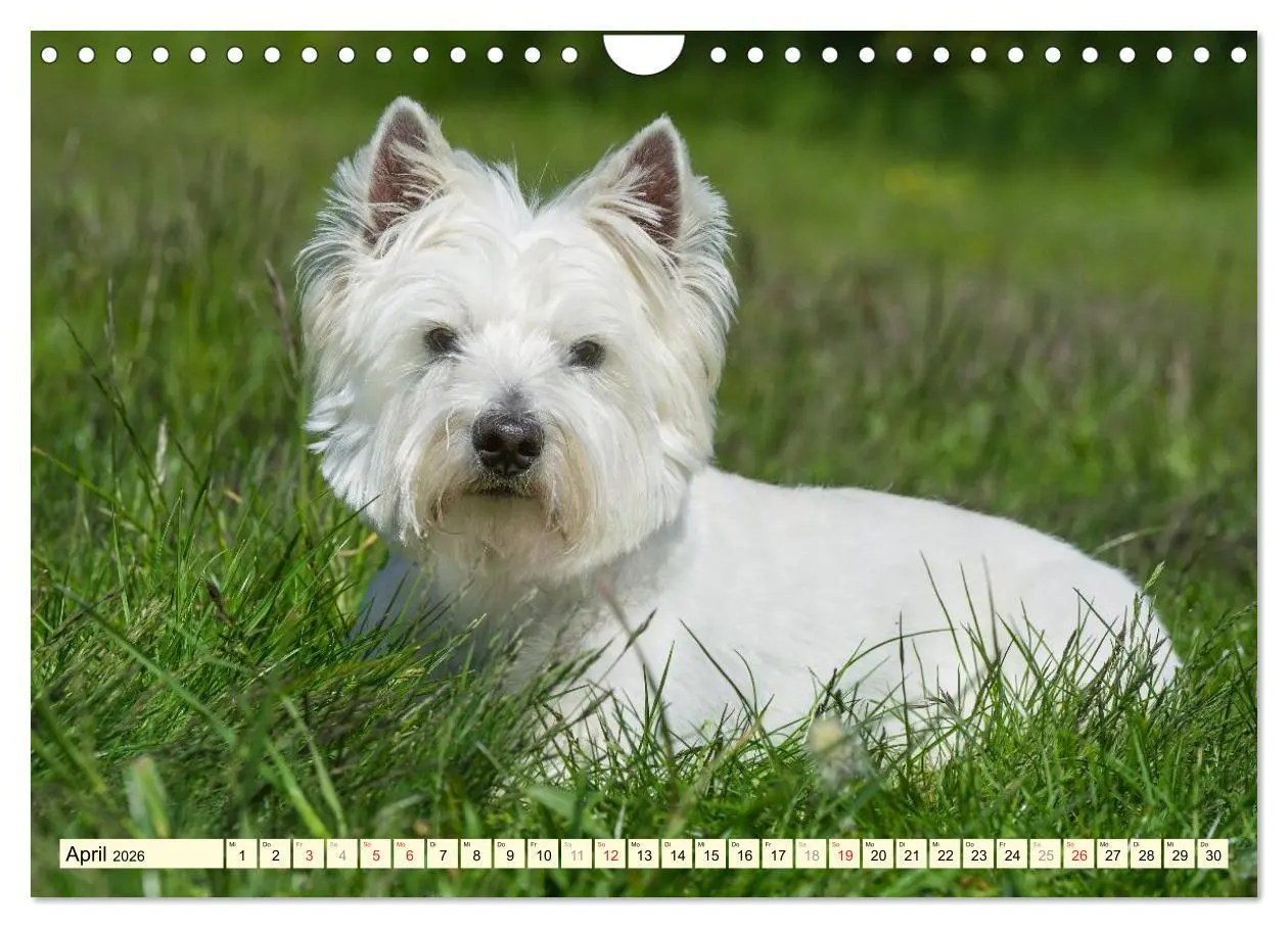 Bild: 9783457944240 | Kobold auf 4 Pfoten - West Highland White Terrier (Wandkalender...