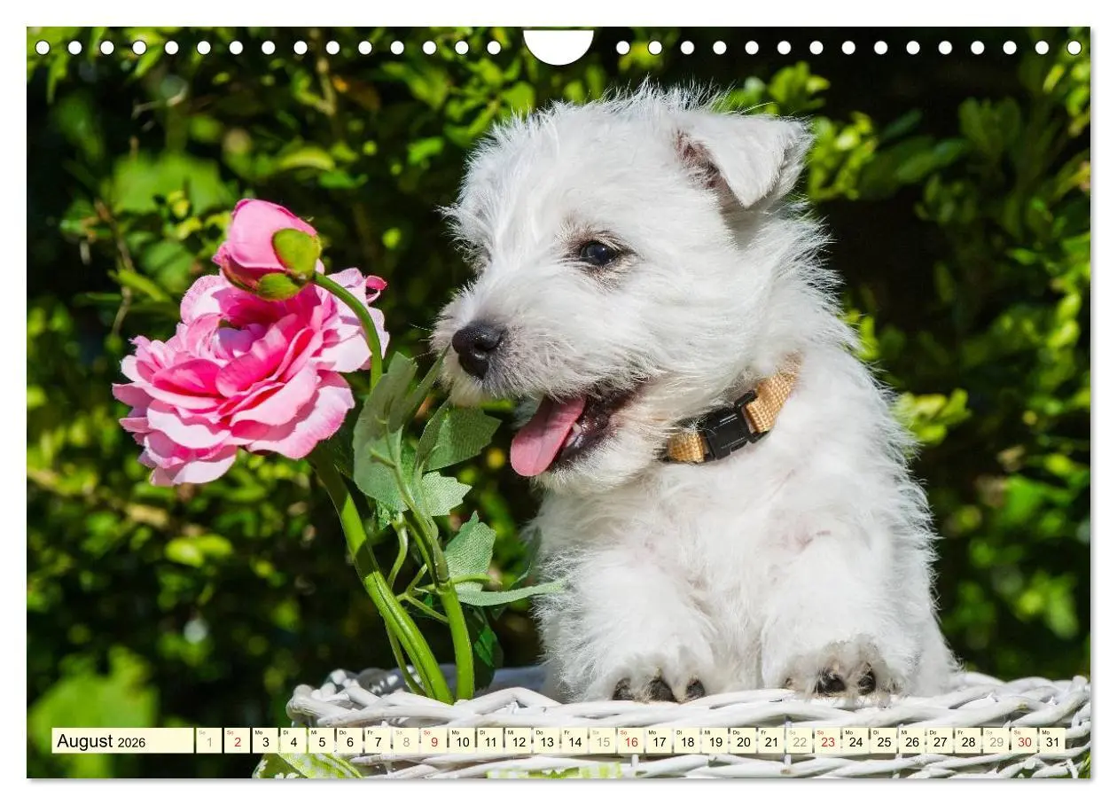 Bild: 9783457944240 | Kobold auf 4 Pfoten - West Highland White Terrier (Wandkalender...