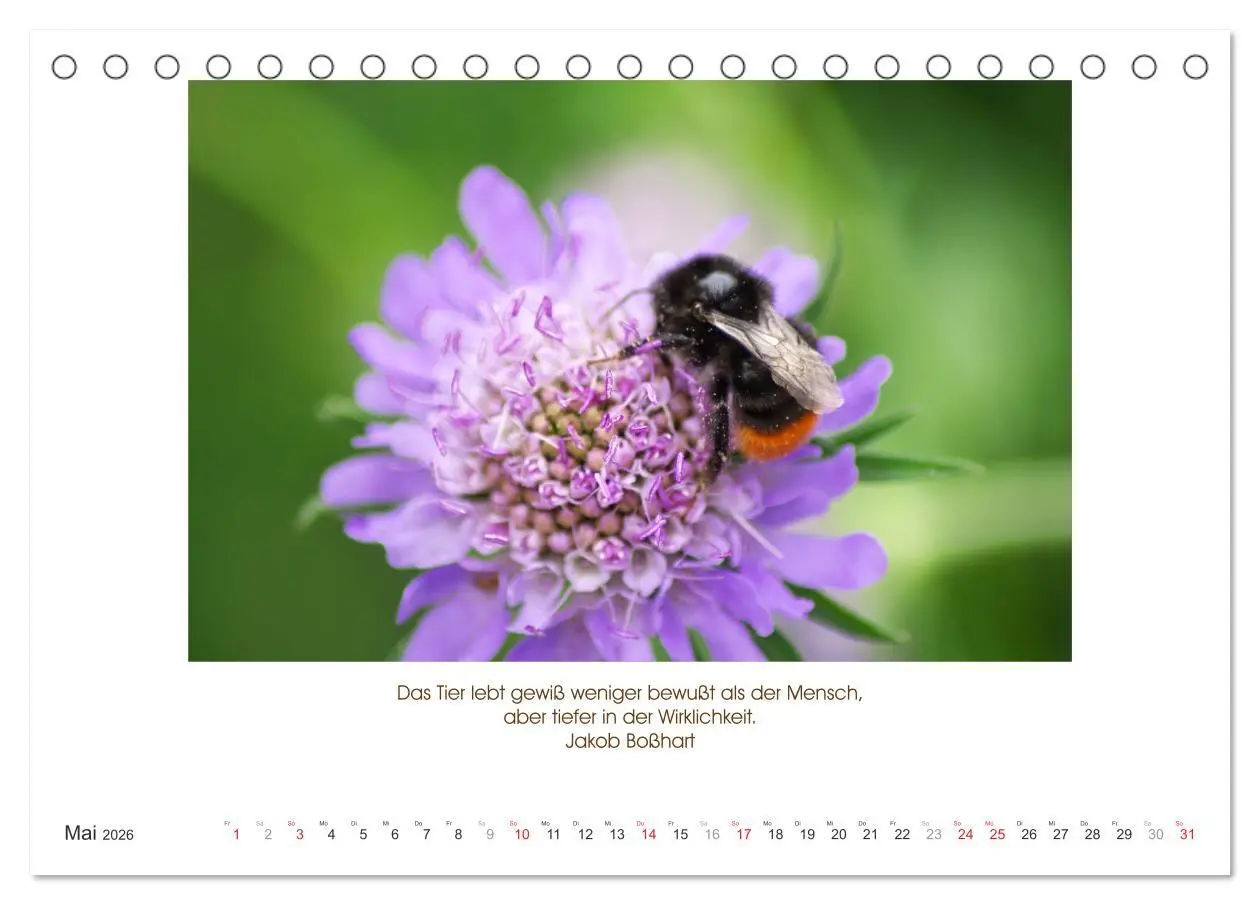 Bild: 9783516104240 | Der Tierkalender mit Zitaten, Weisheiten und Sprüchen...