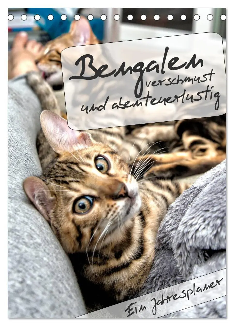 Cover: 9783516414240 | Bengalen - verschmust und abenteuerlustig (Tischkalender 2026 DIN...