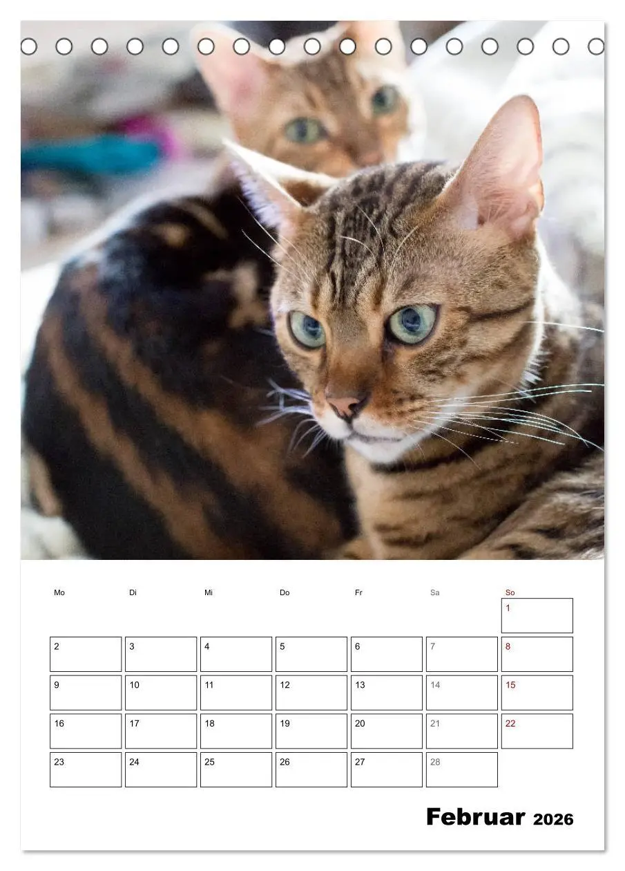 Bild: 9783516414240 | Bengalen - verschmust und abenteuerlustig (Tischkalender 2026 DIN...