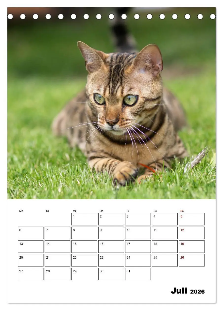 Bild: 9783516414240 | Bengalen - verschmust und abenteuerlustig (Tischkalender 2026 DIN...