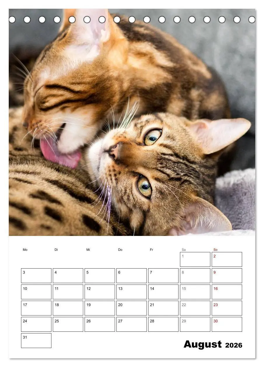 Bild: 9783516414240 | Bengalen - verschmust und abenteuerlustig (Tischkalender 2026 DIN...