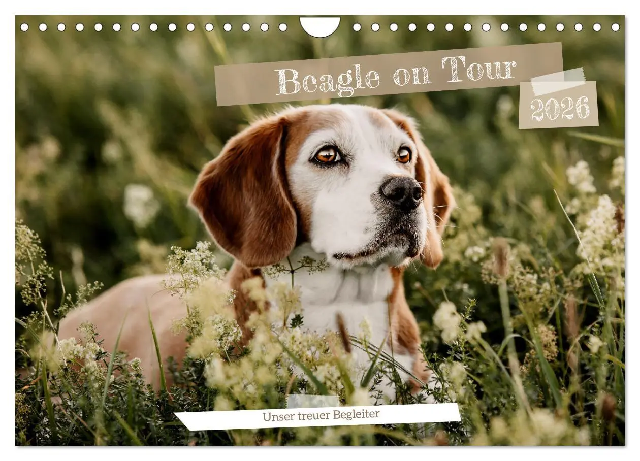 Cover: 9783457554340 | Beagle - Unser treuer Begleiter (Wandkalender 2026 DIN A4 quer),...