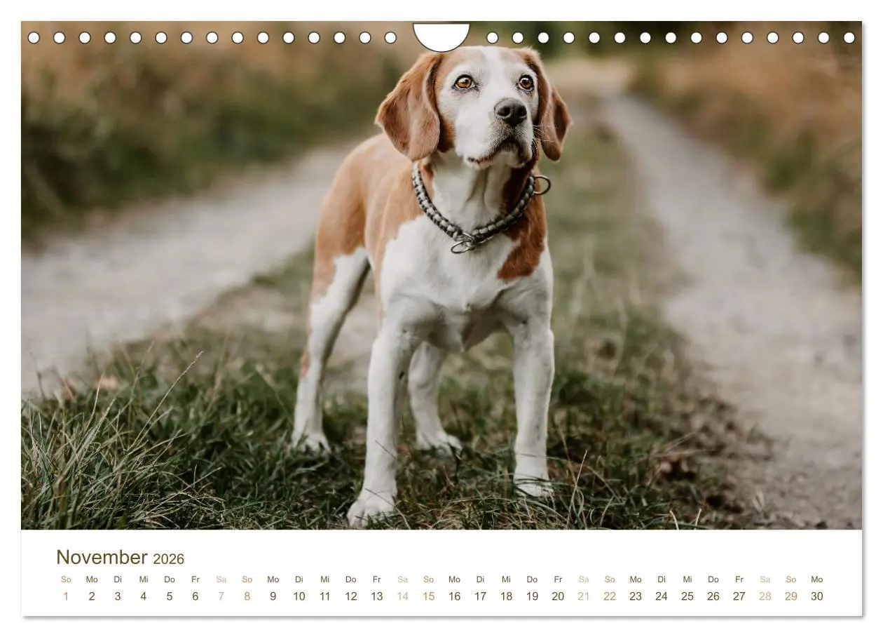 Bild: 9783457554340 | Beagle - Unser treuer Begleiter (Wandkalender 2026 DIN A4 quer),...