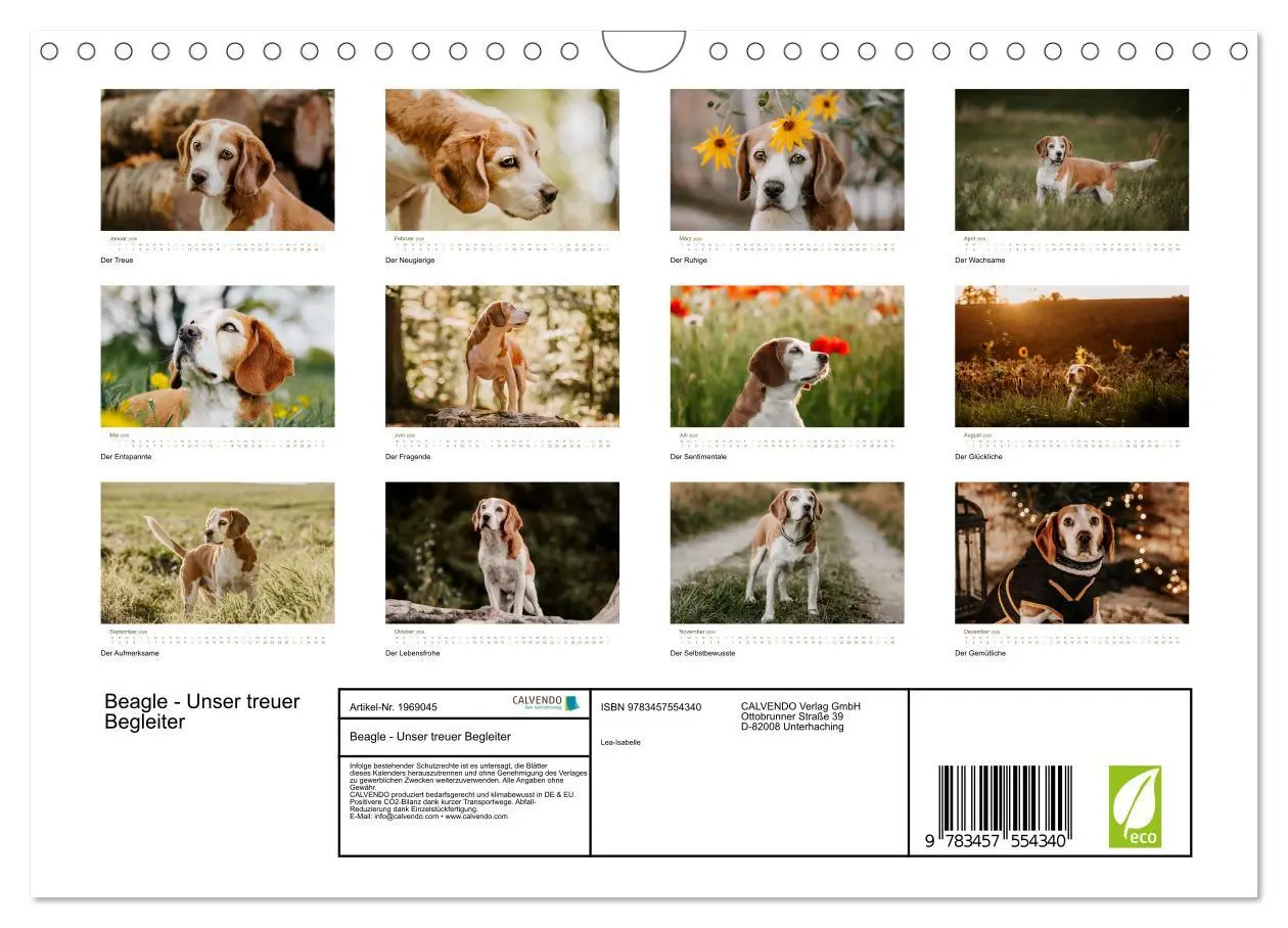 Bild: 9783457554340 | Beagle - Unser treuer Begleiter (Wandkalender 2026 DIN A4 quer),...