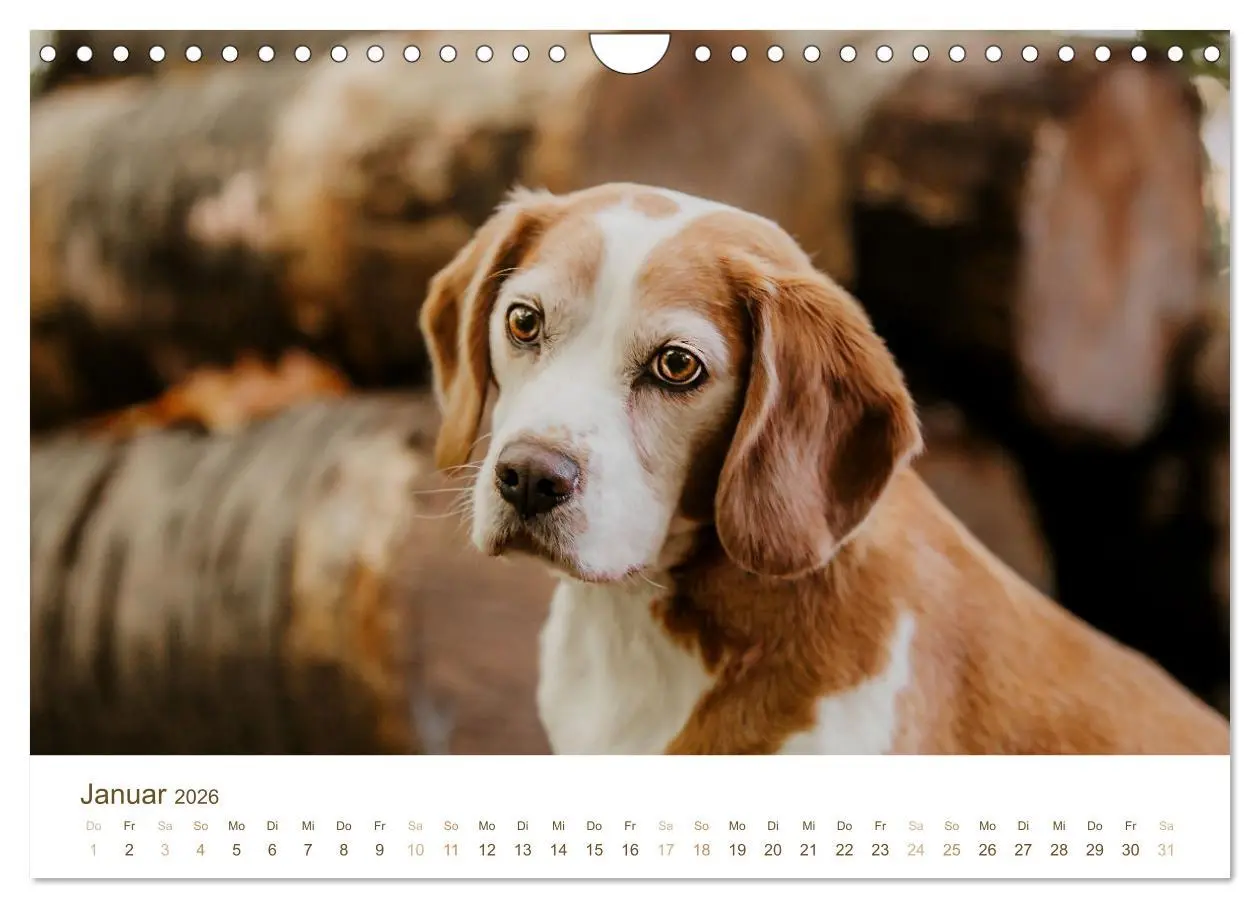 Bild: 9783457554340 | Beagle - Unser treuer Begleiter (Wandkalender 2026 DIN A4 quer),...
