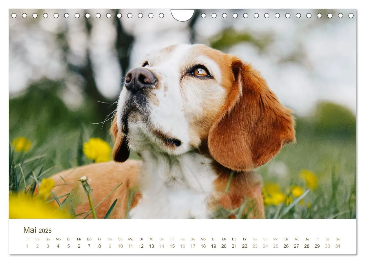 Bild: 9783457554340 | Beagle - Unser treuer Begleiter (Wandkalender 2026 DIN A4 quer),...
