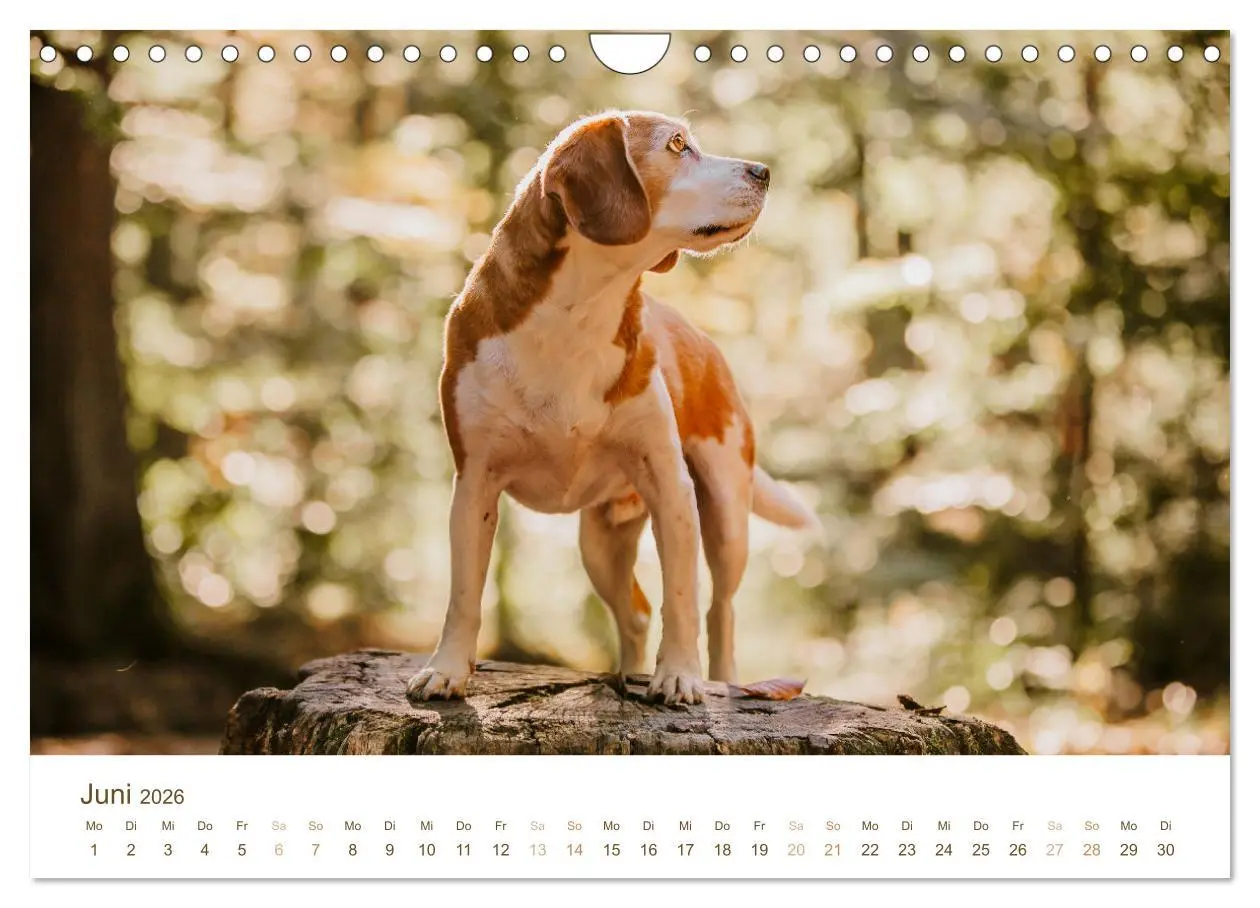 Bild: 9783457554340 | Beagle - Unser treuer Begleiter (Wandkalender 2026 DIN A4 quer),...