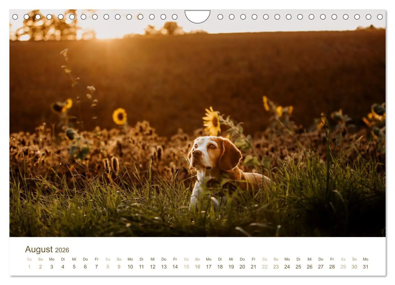 Bild: 9783457554340 | Beagle - Unser treuer Begleiter (Wandkalender 2026 DIN A4 quer),...