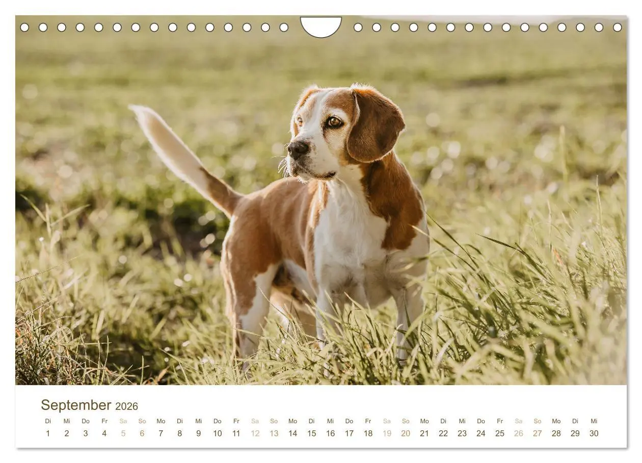 Bild: 9783457554340 | Beagle - Unser treuer Begleiter (Wandkalender 2026 DIN A4 quer),...