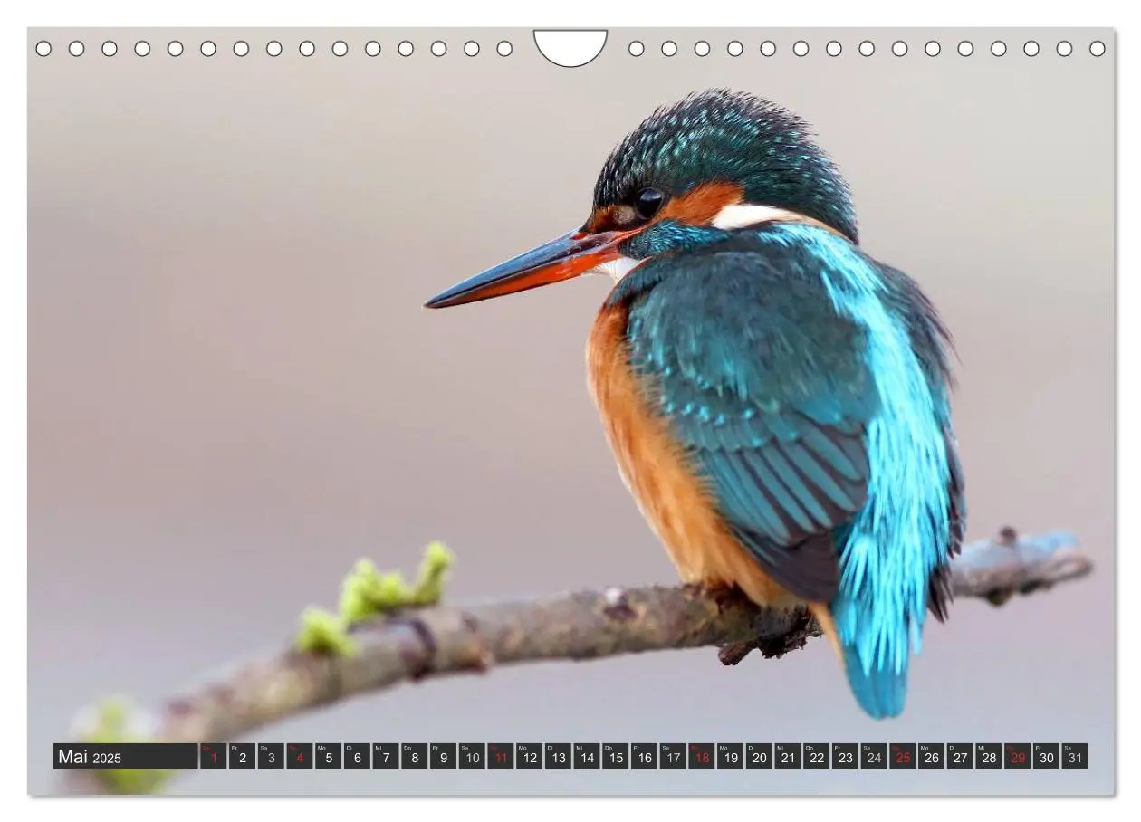 Bild: 9783435834440 | Der Eisvogel (Wandkalender 2025 DIN A4 quer), CALVENDO Monatskalender
