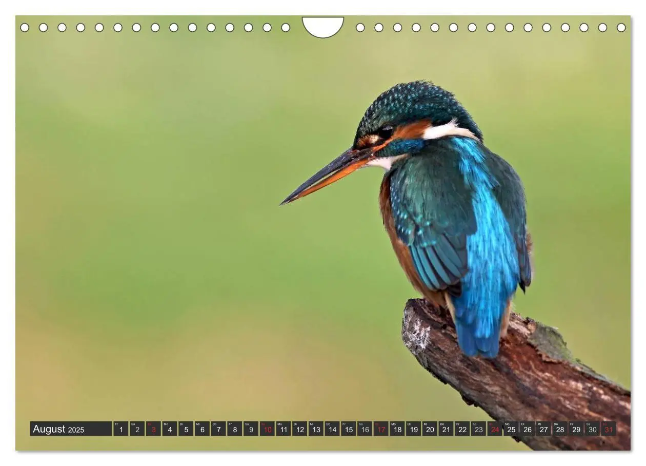 Bild: 9783435834440 | Der Eisvogel (Wandkalender 2025 DIN A4 quer), CALVENDO Monatskalender