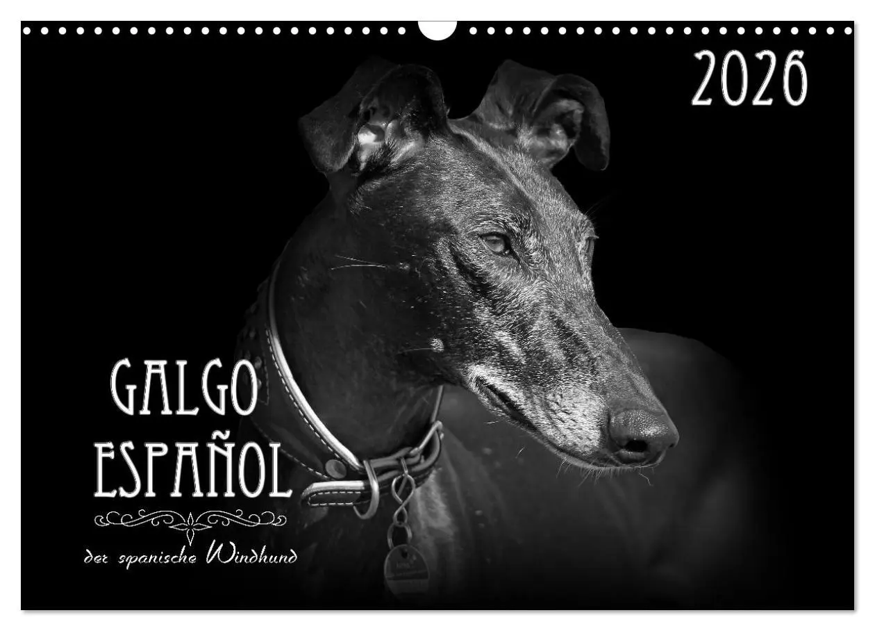 Cover: 9783457544440 | Galgo Español - der spanische Windhund 2026 (Wandkalender 2026 DIN...